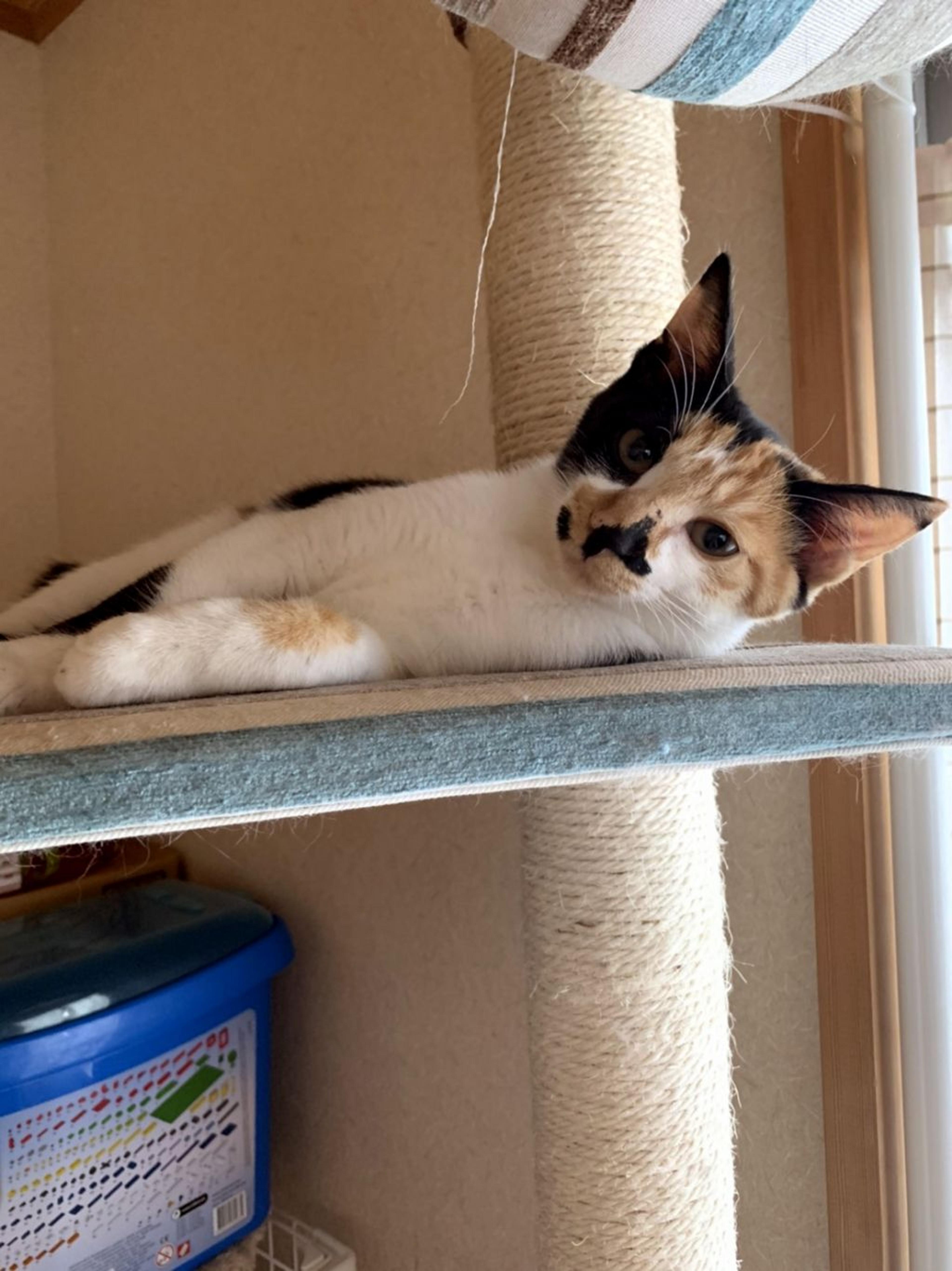 pet-image-2