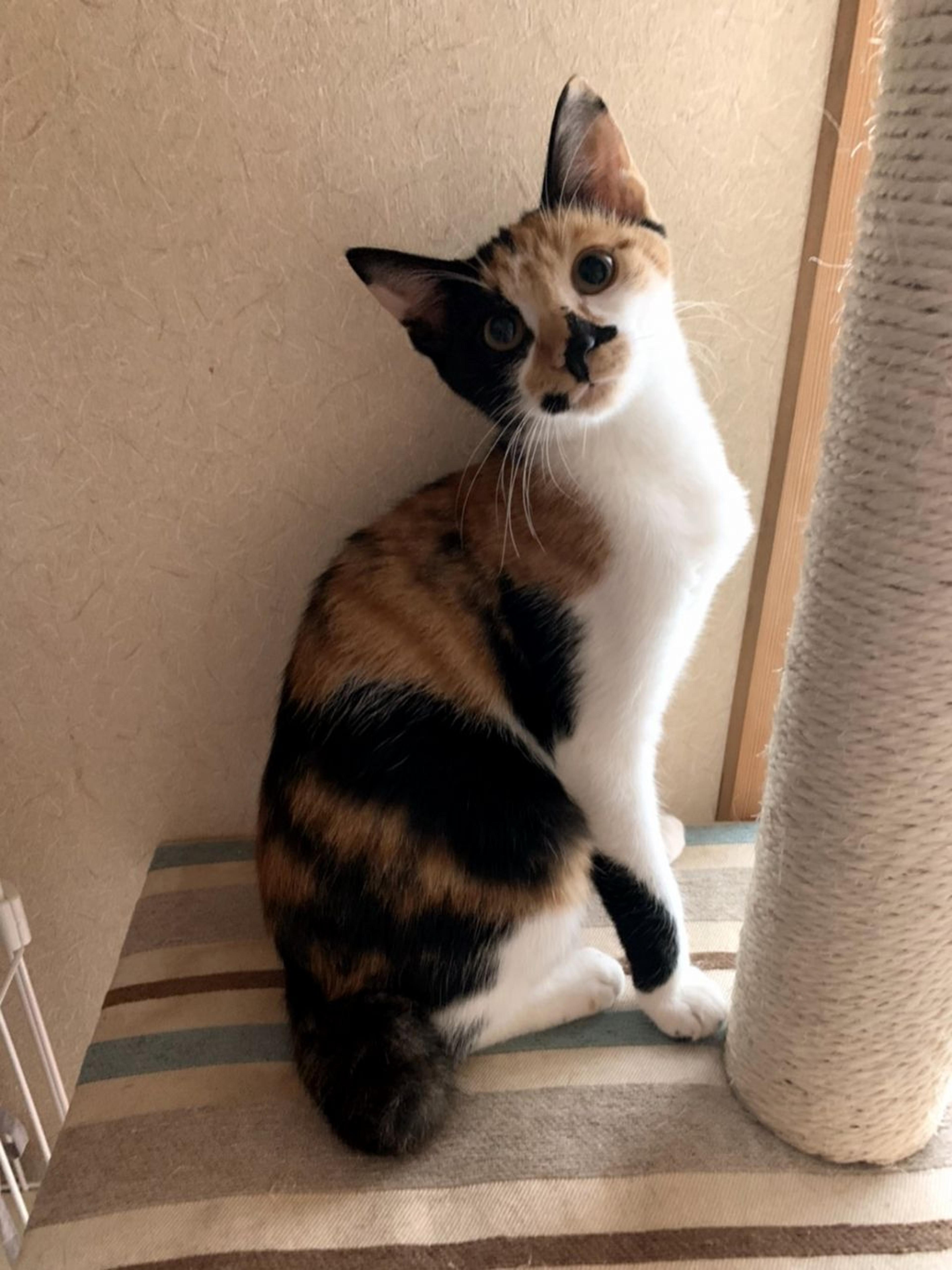 pet-image-3