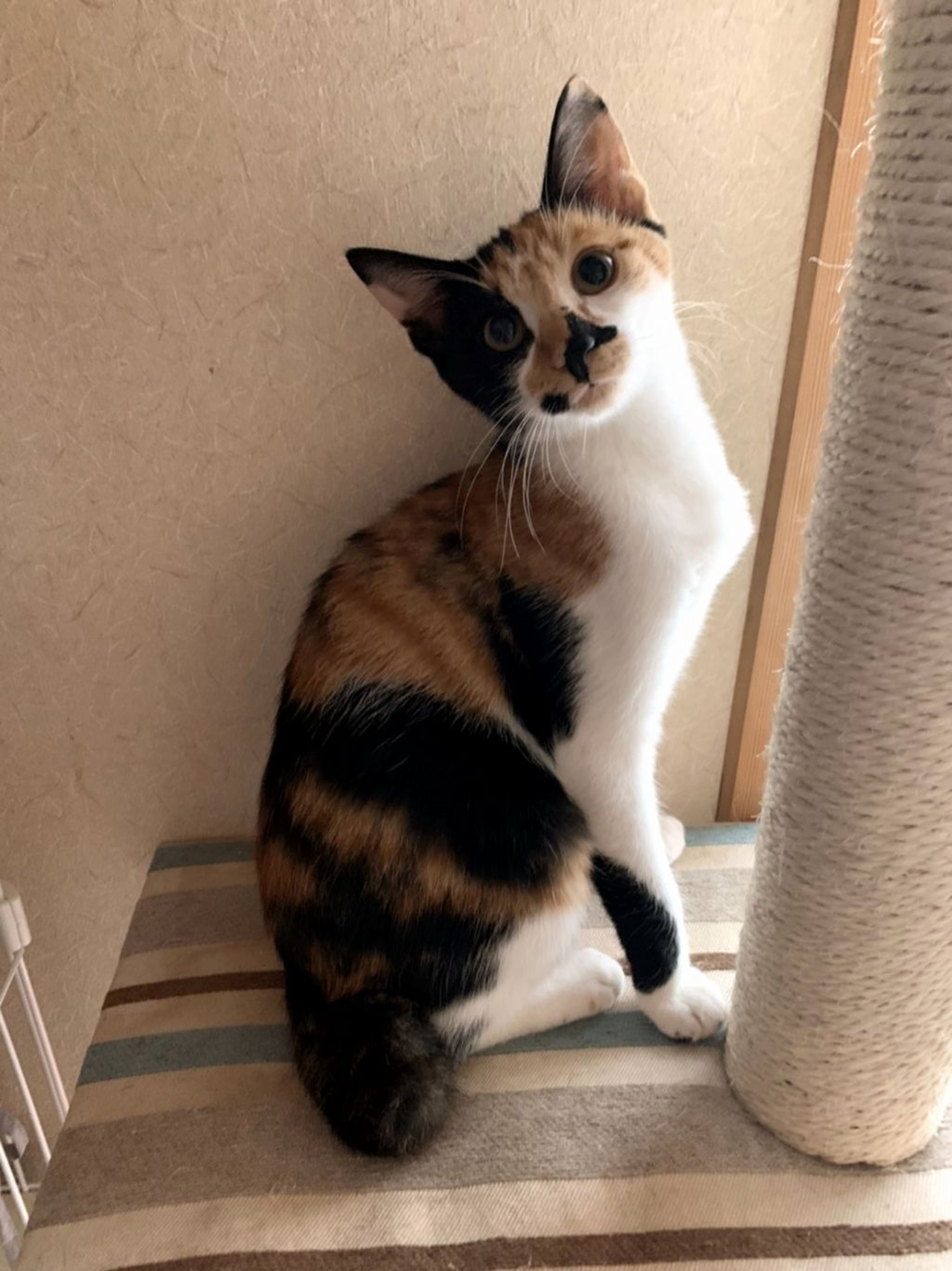 pet-image-3