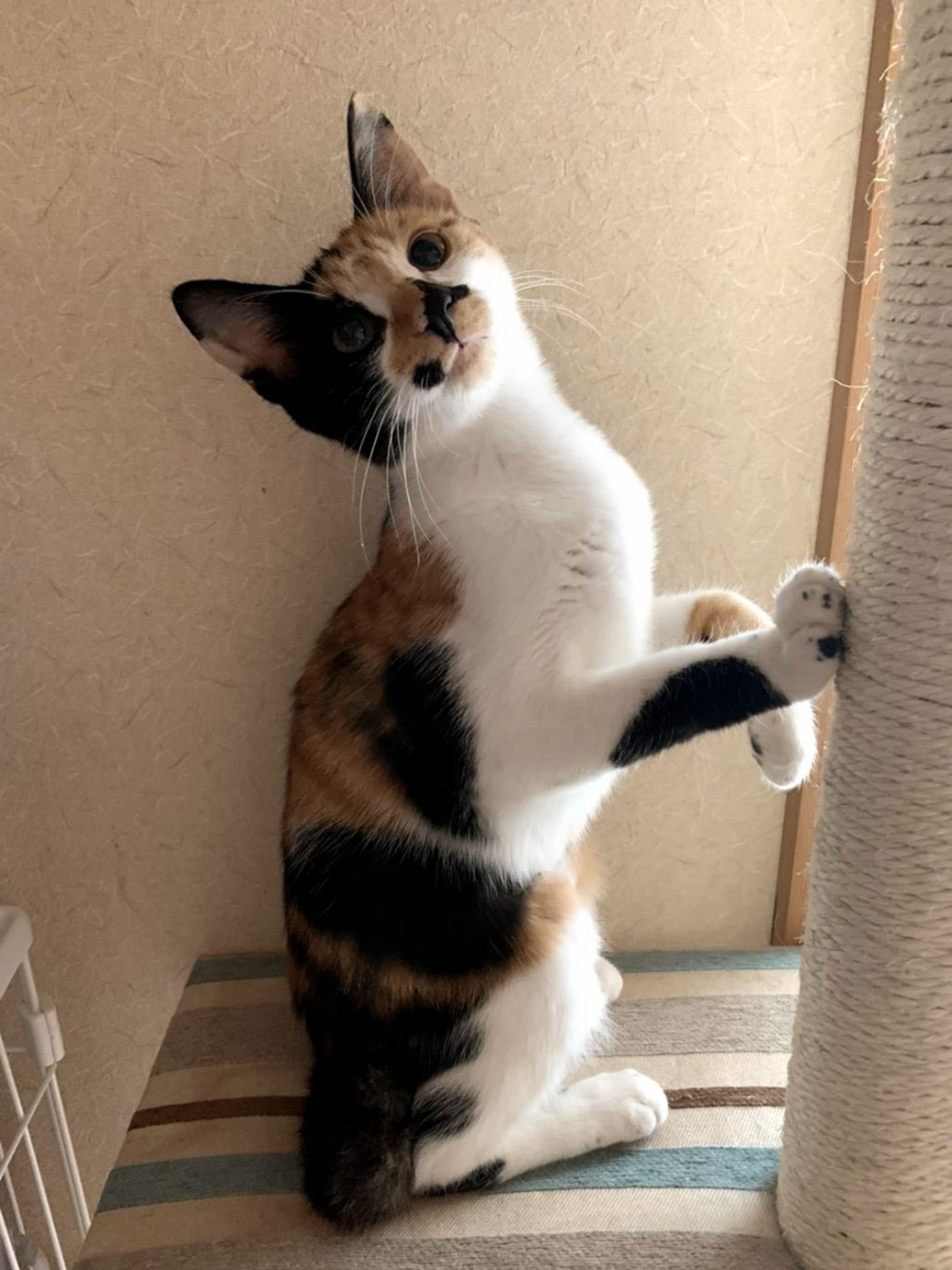 pet-image-4