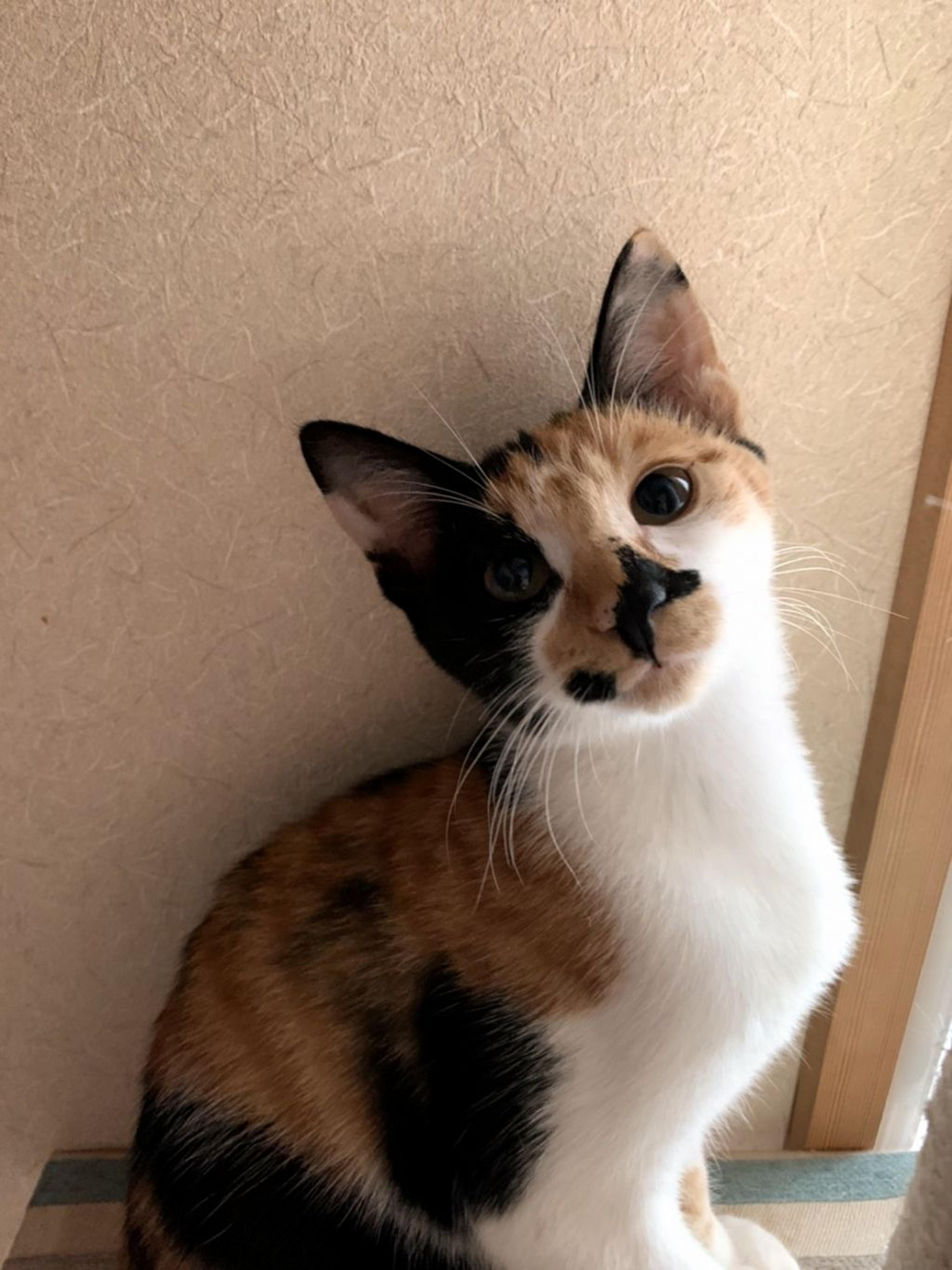 pet-image-5