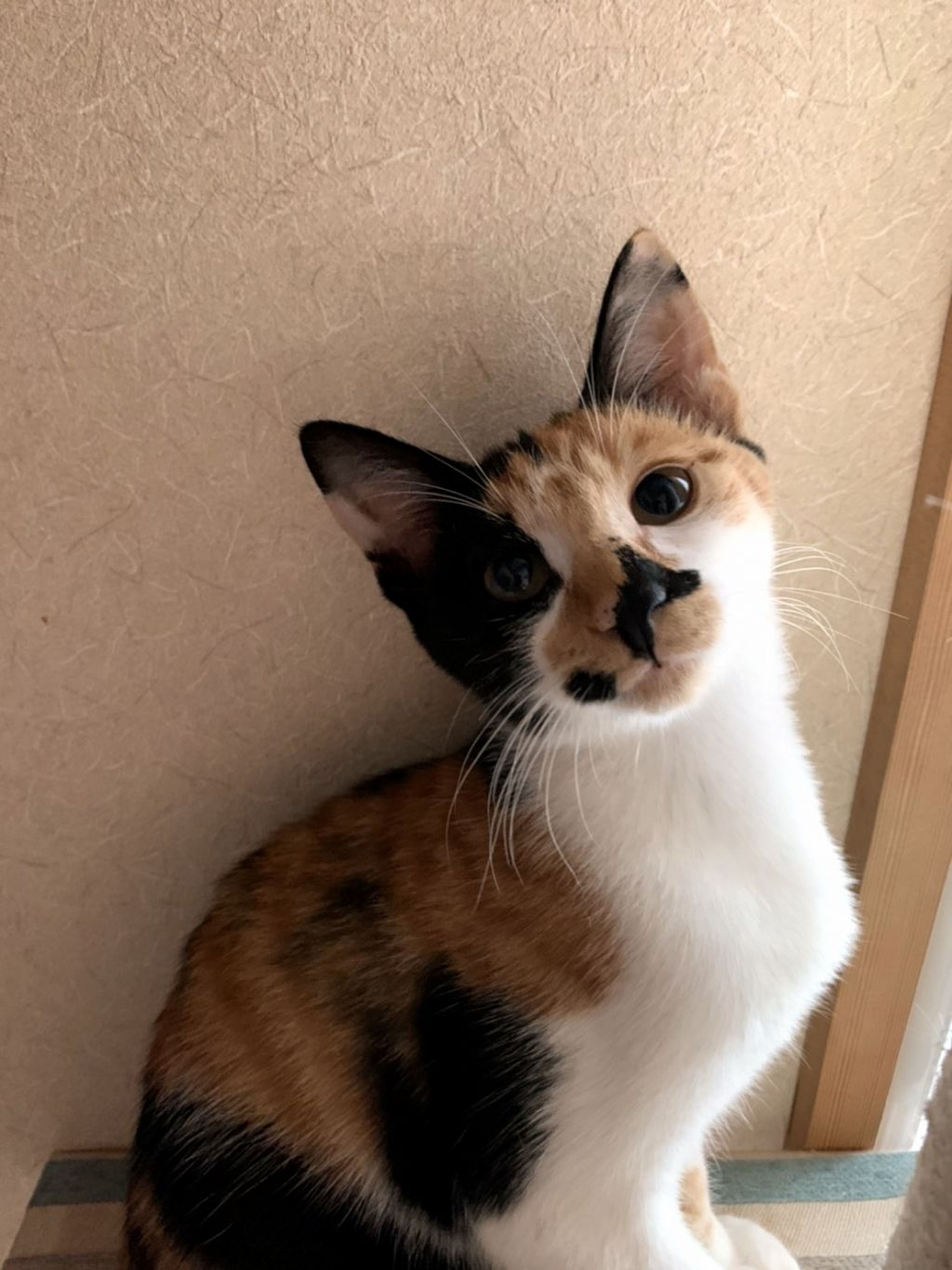 pet-image-5