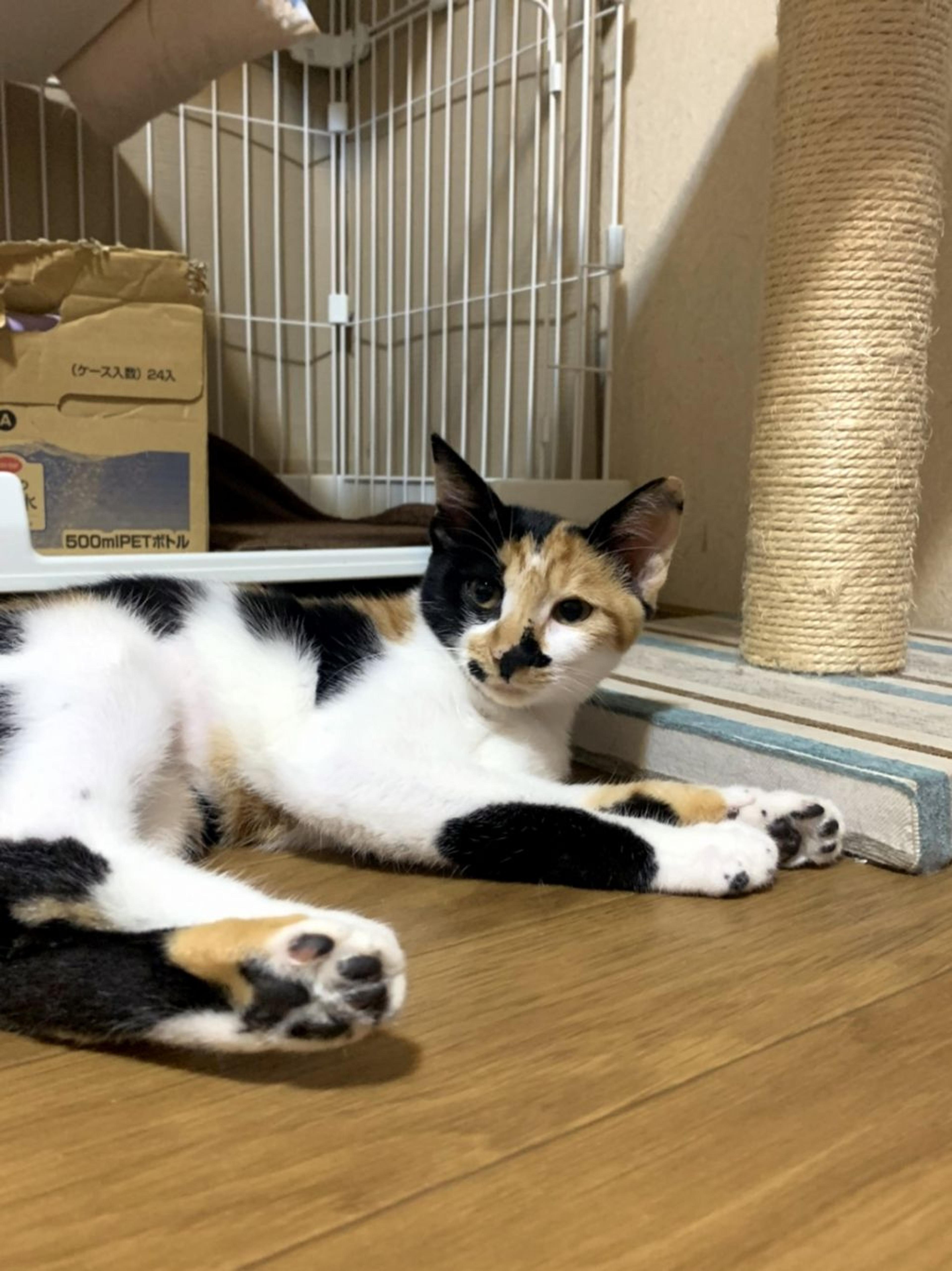 pet-image-6