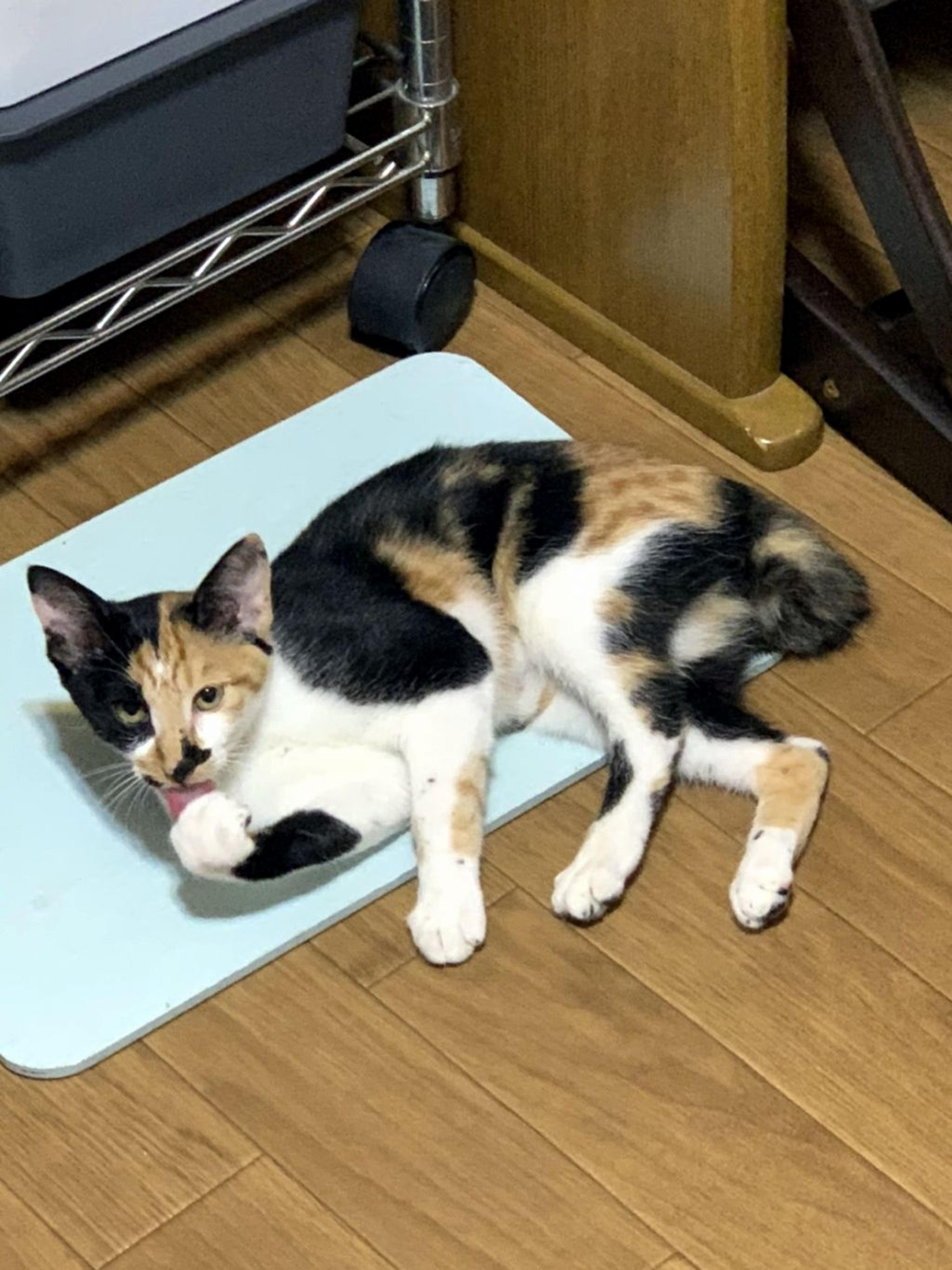 pet-image-8