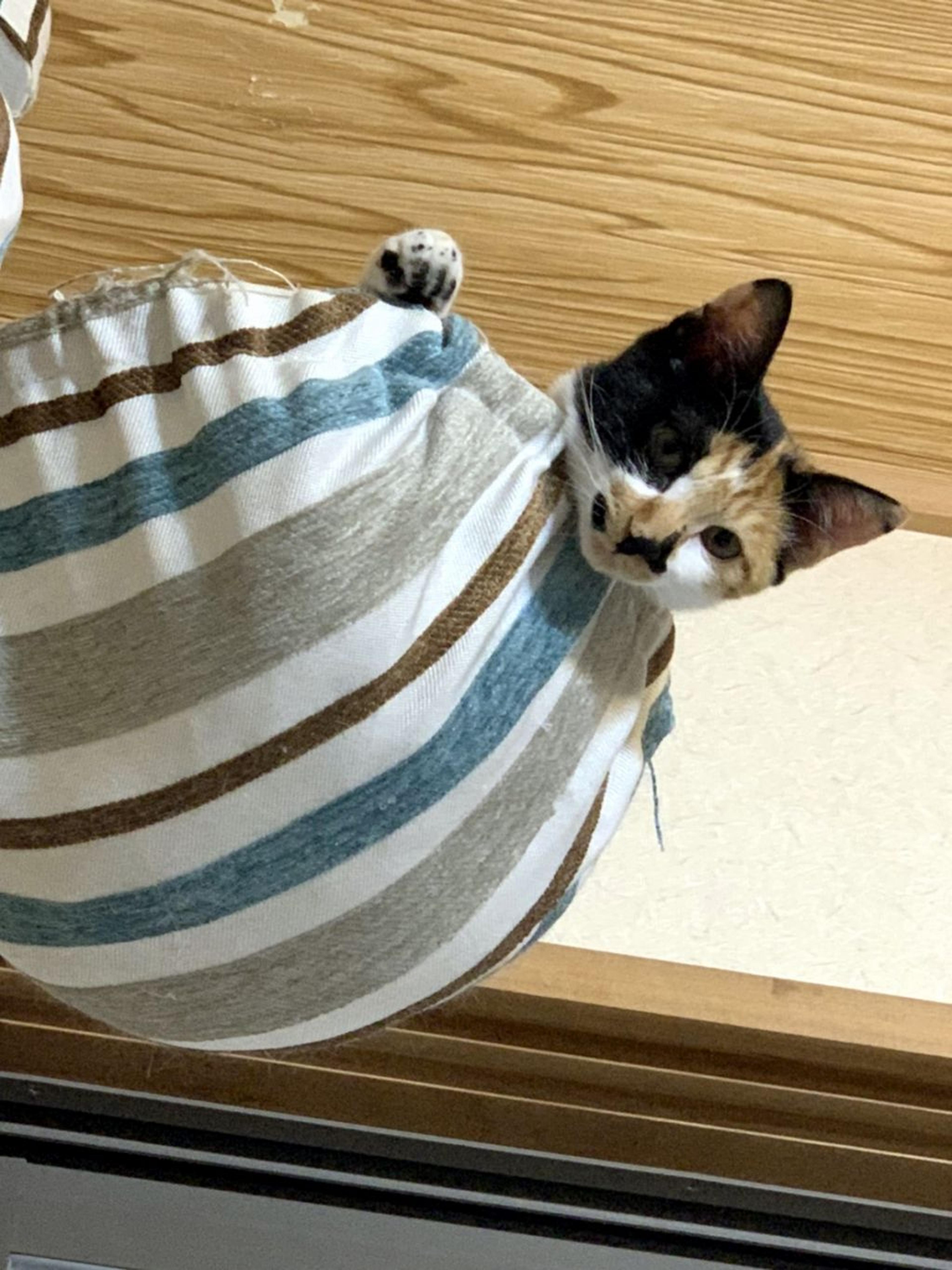 pet-image-9