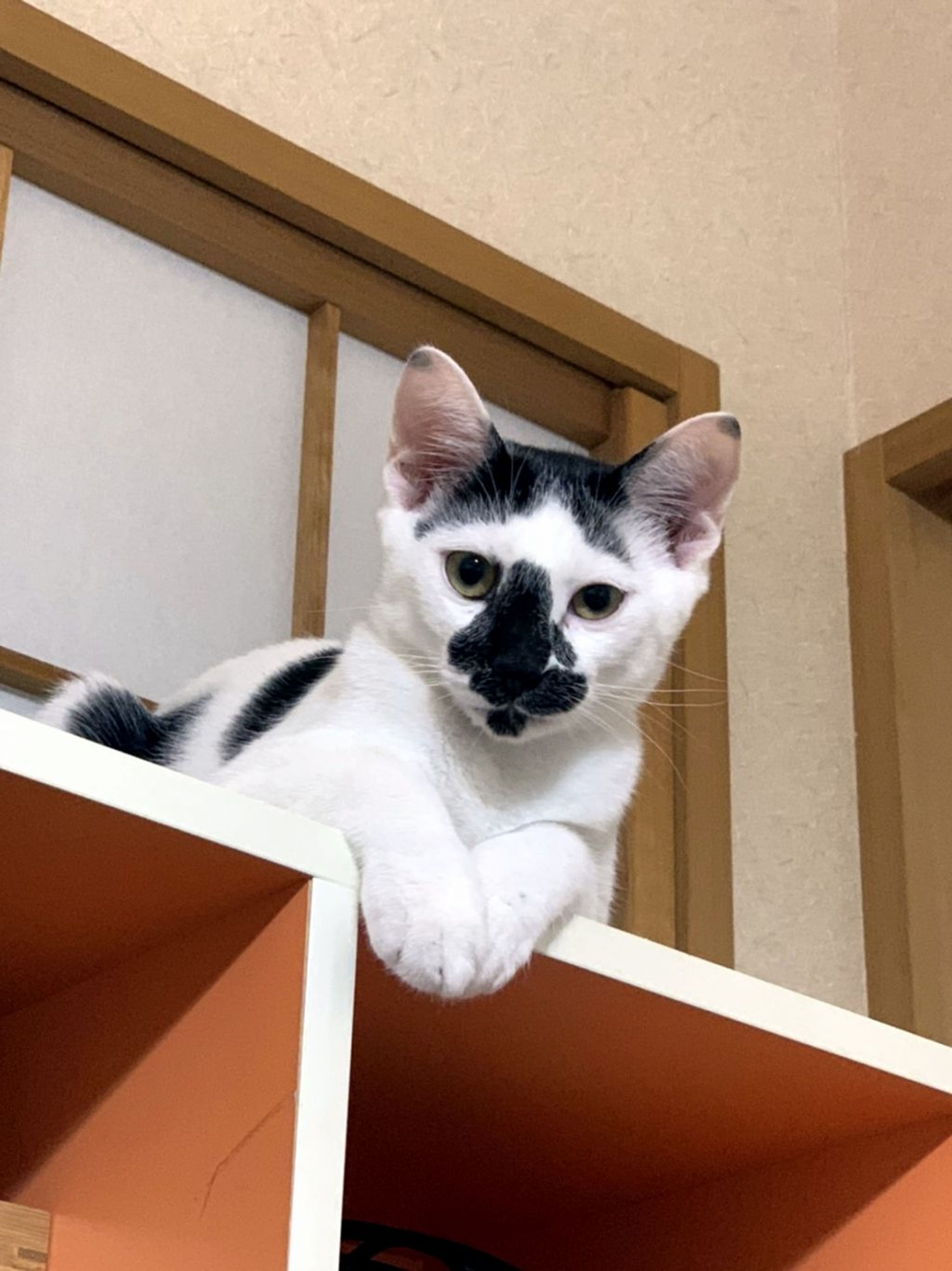 雑種（ミックス猫）・オスの里親募集の写真