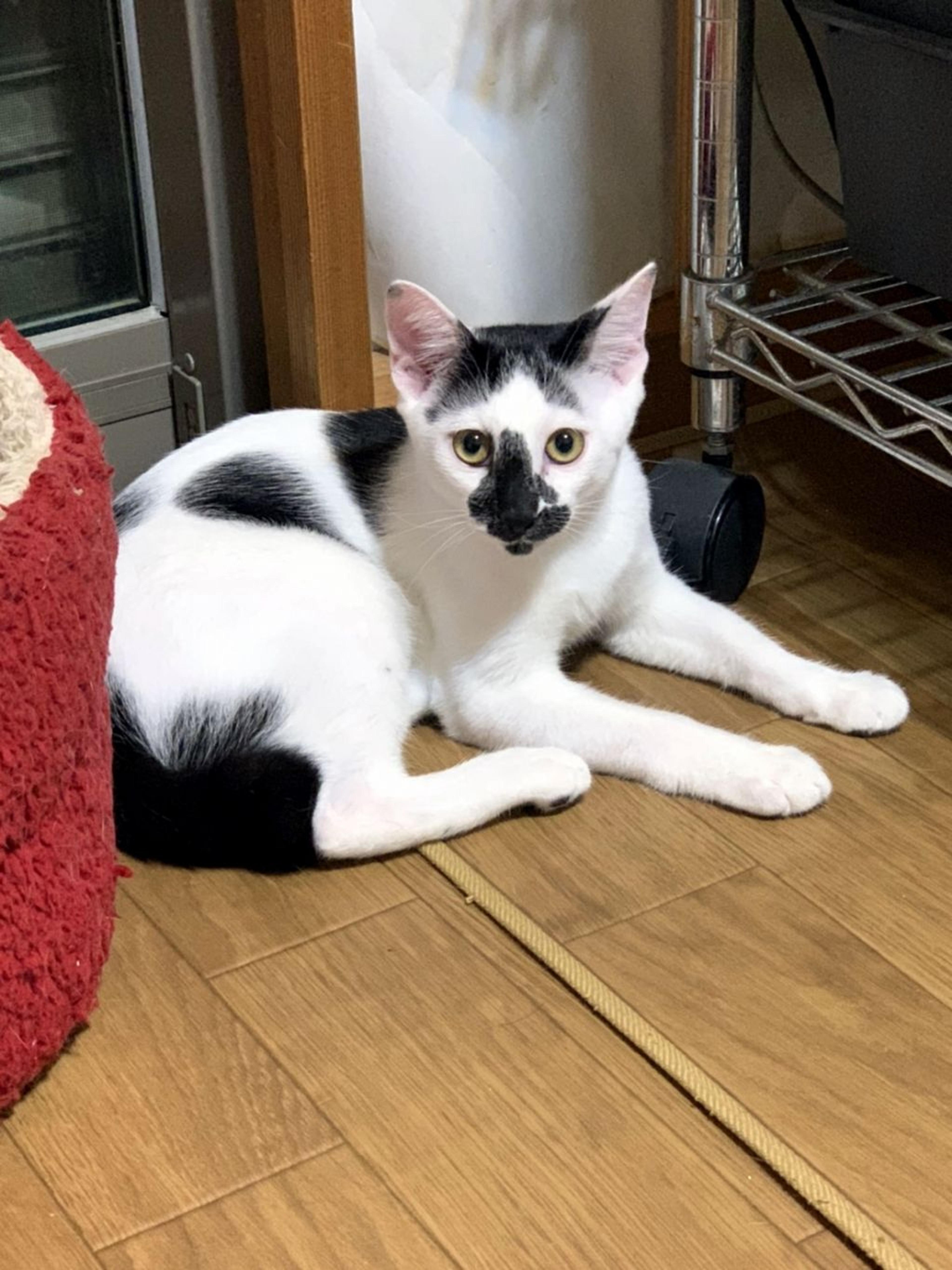 pet-image-2