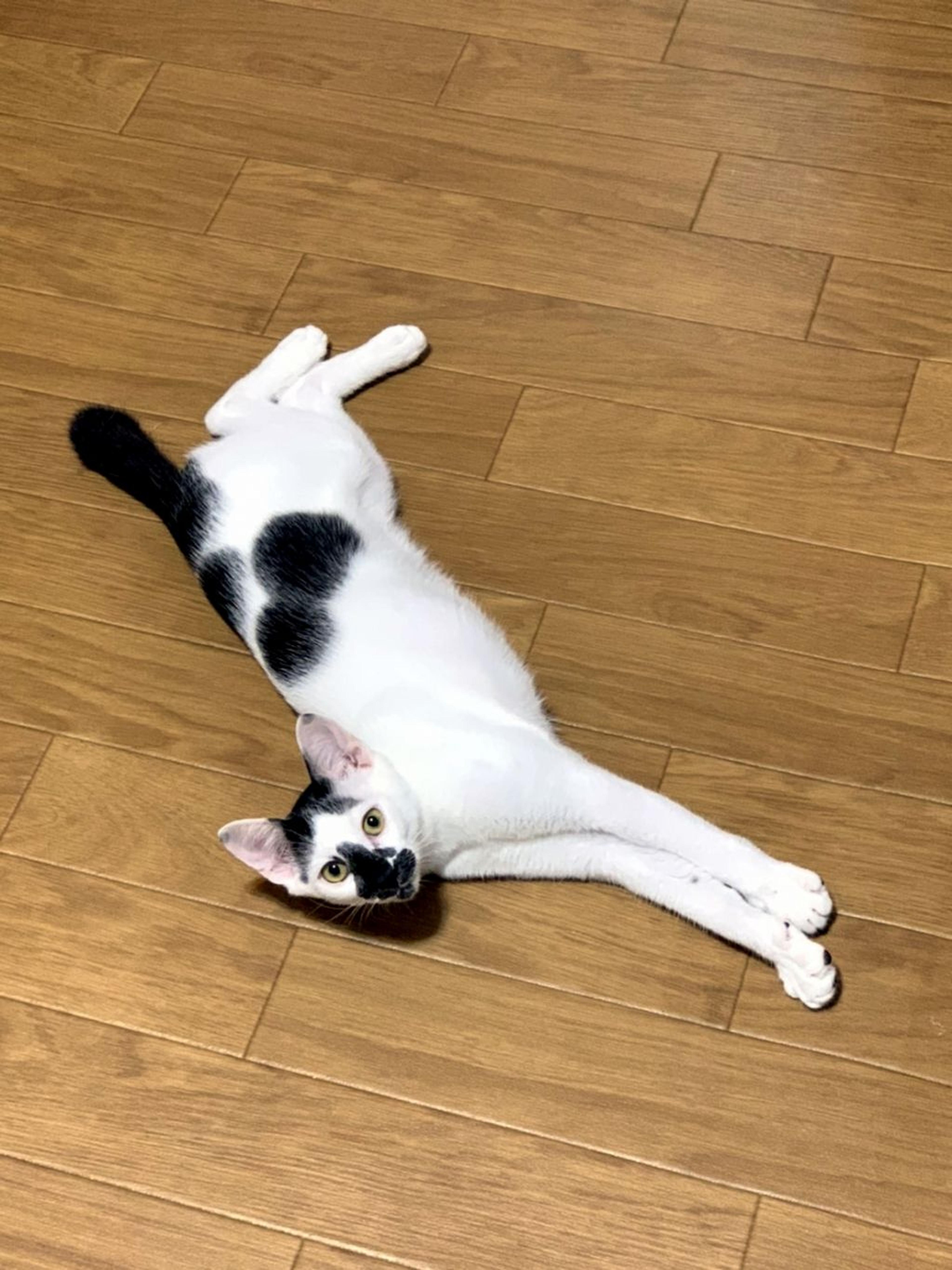 pet-image-3