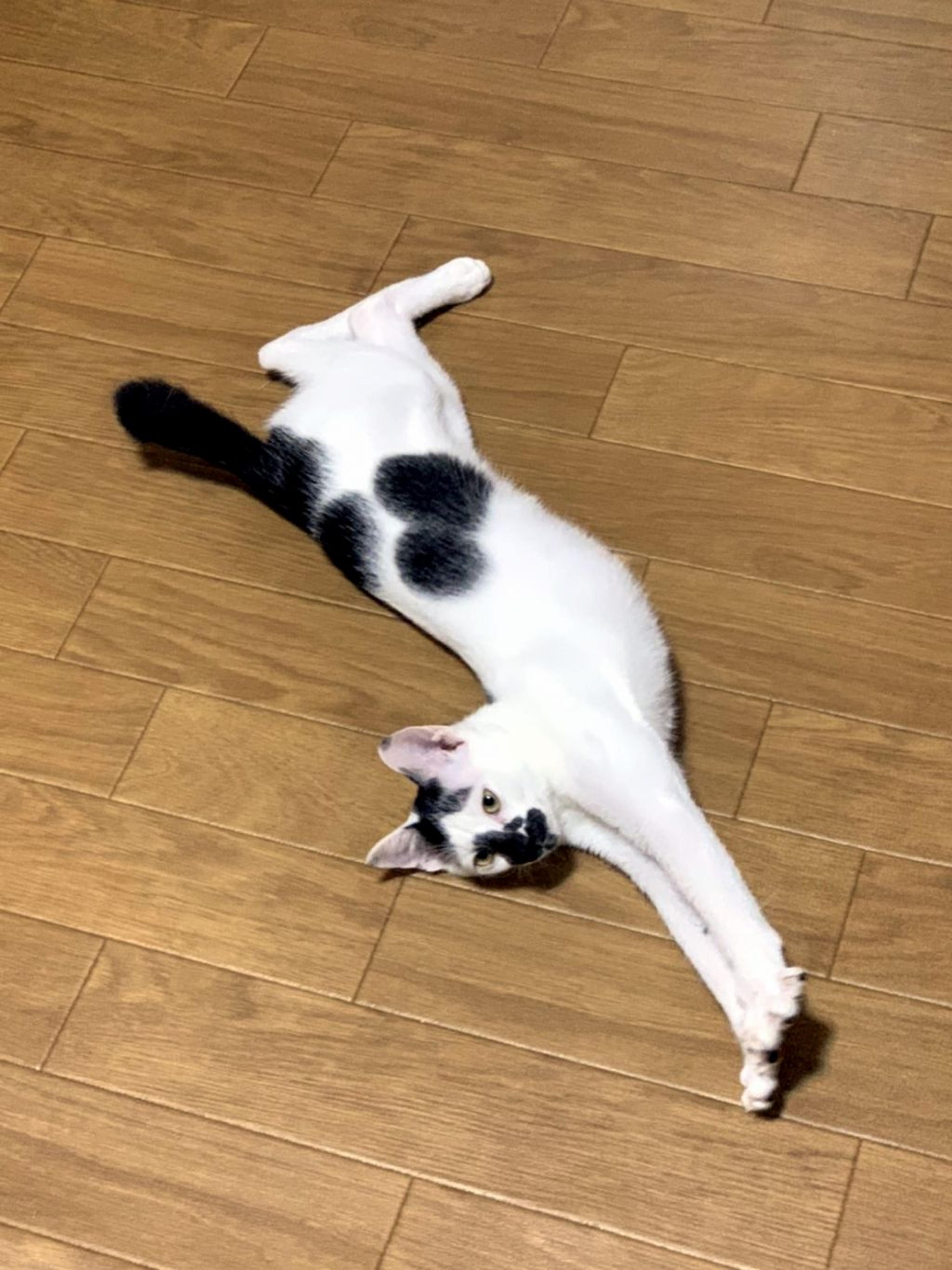 pet-image-4
