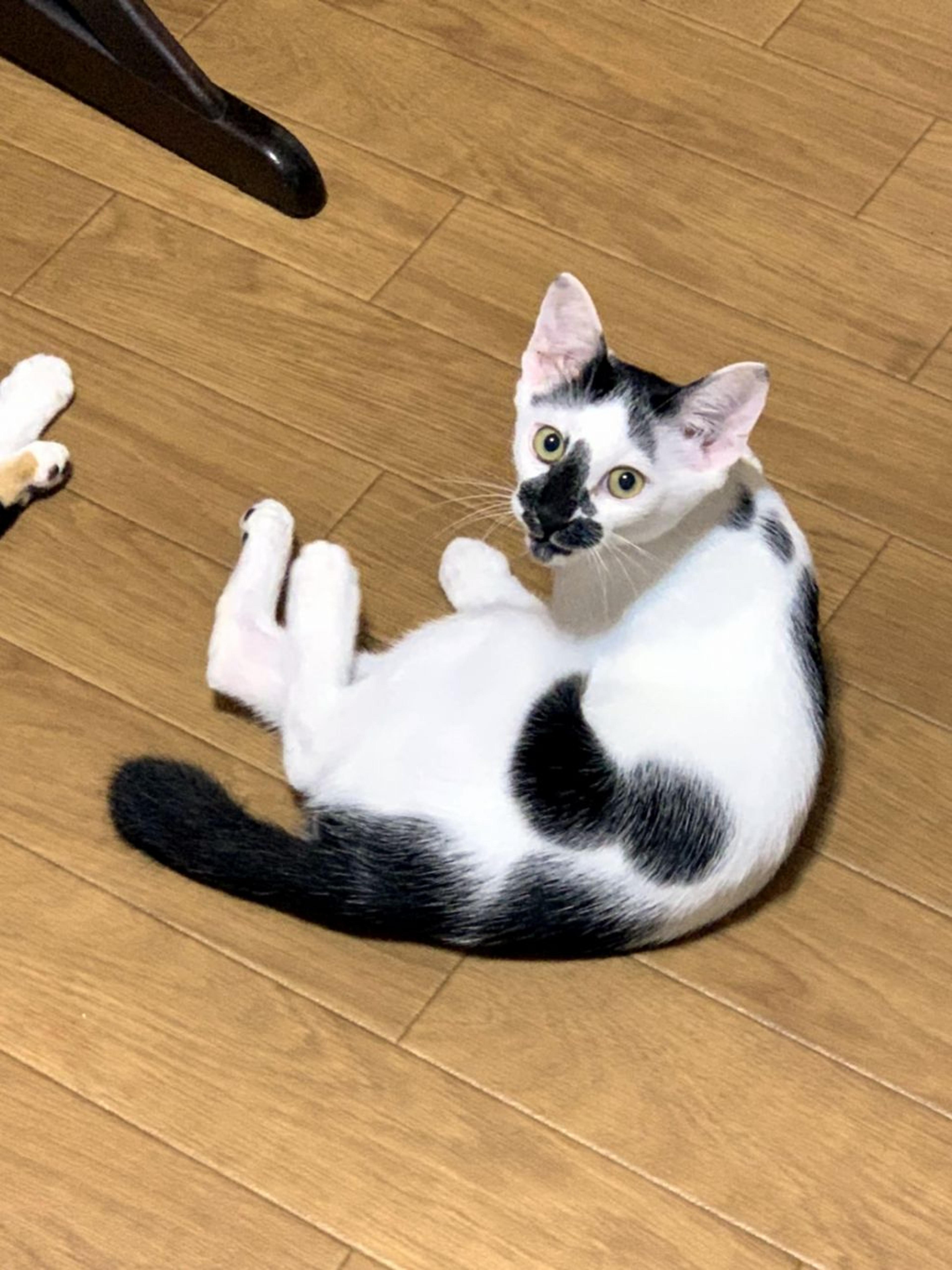 pet-image-5