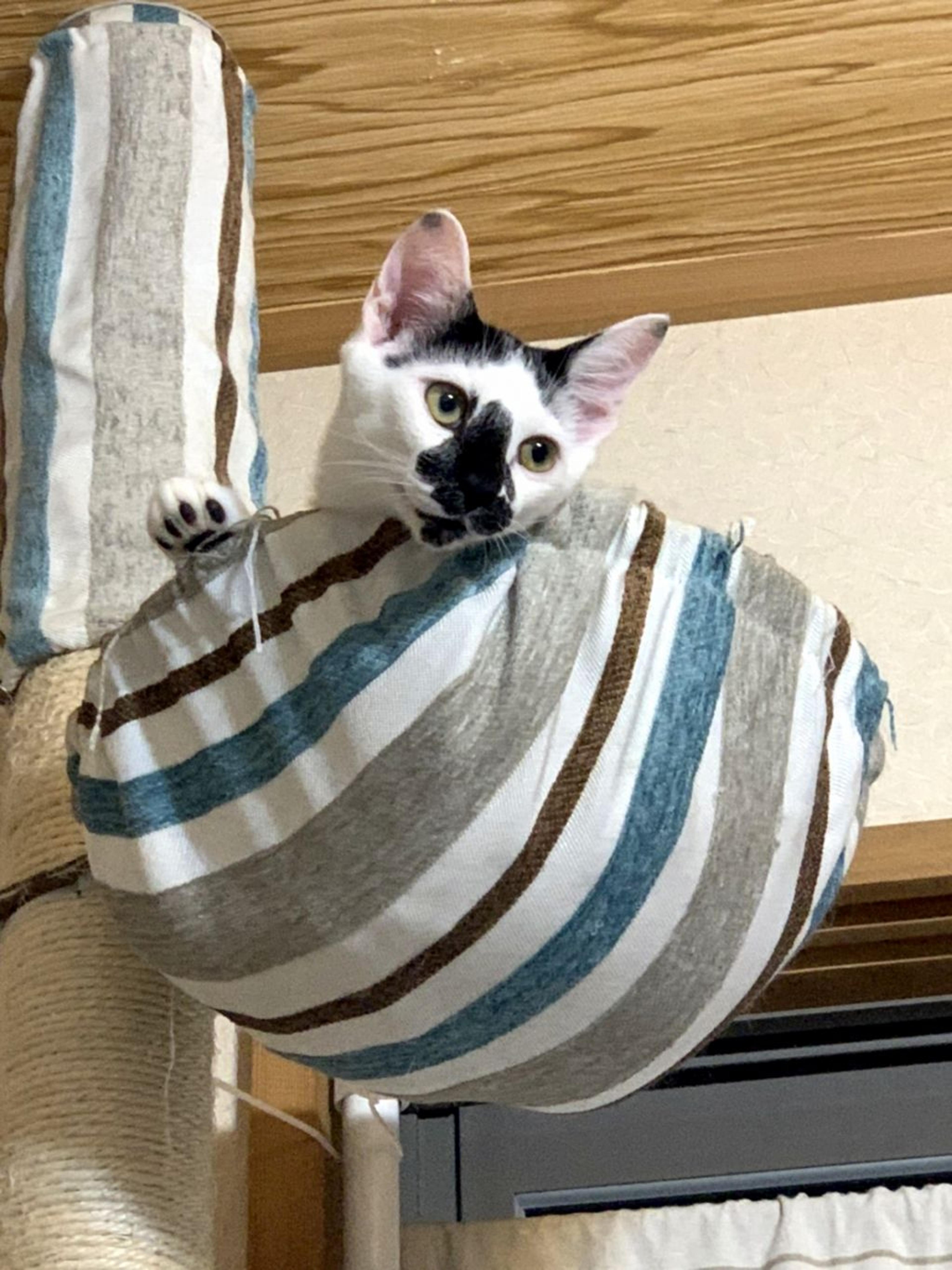 pet-image-6