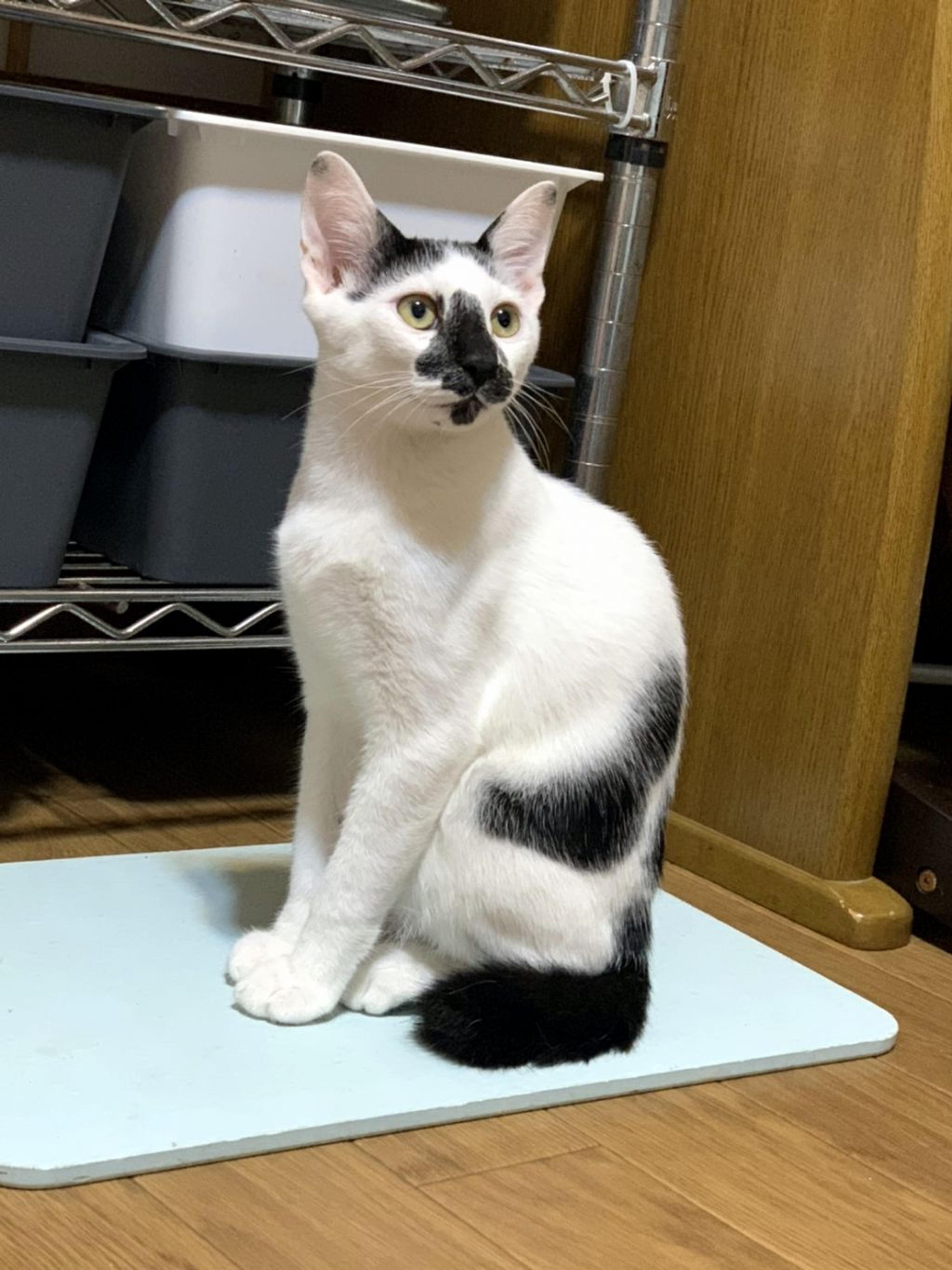 pet-image-7
