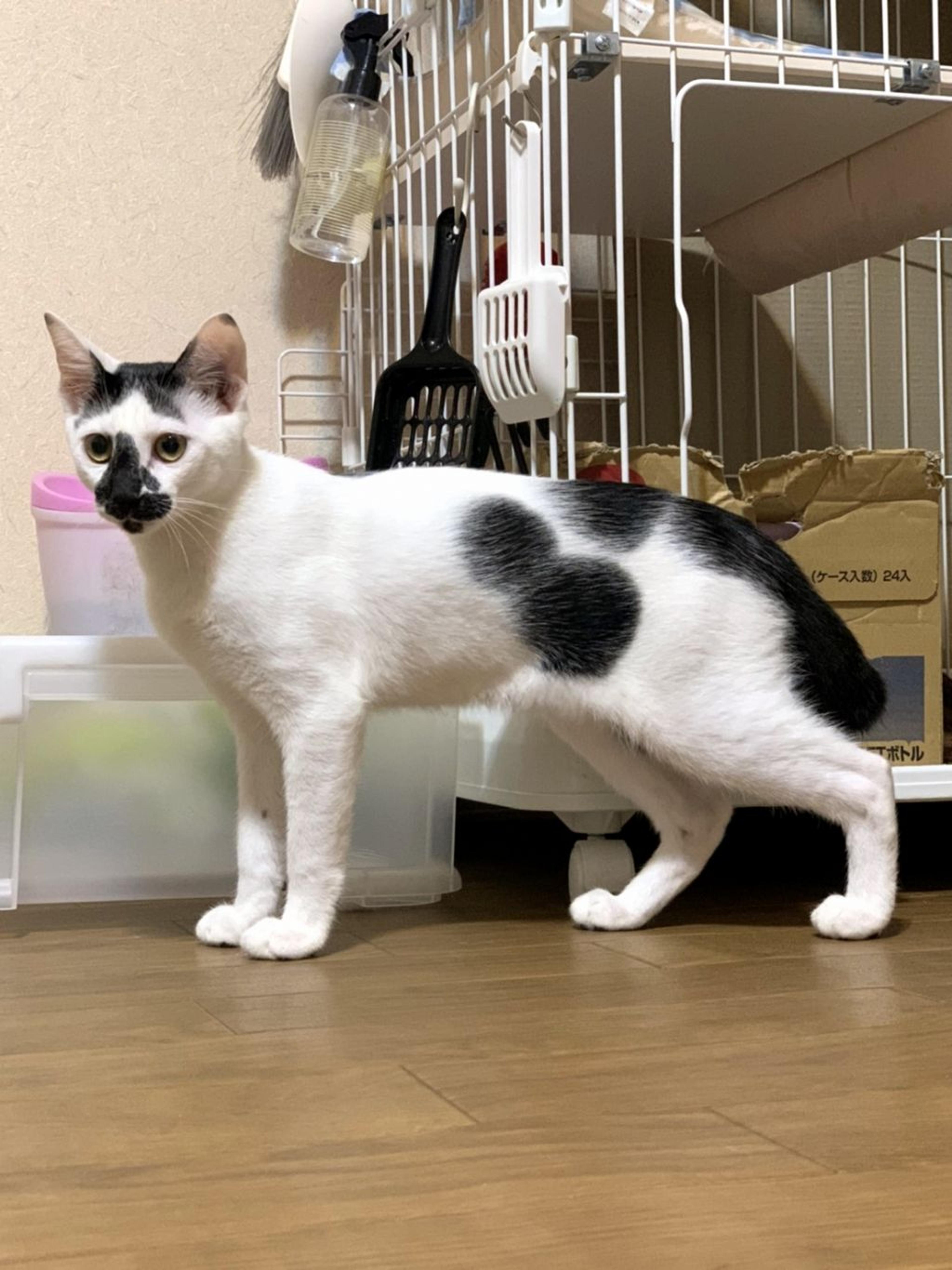 pet-image-8