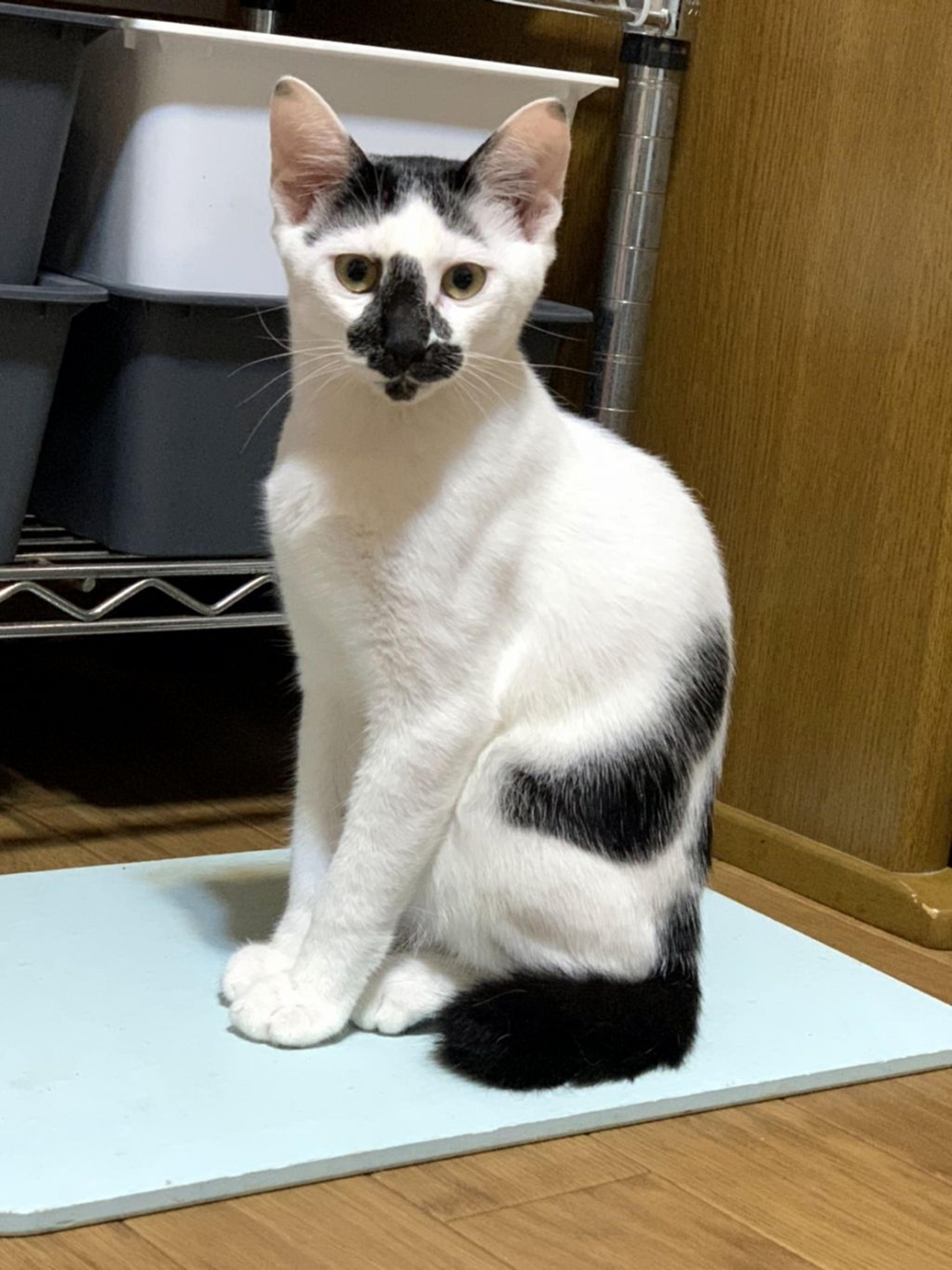 pet-image-9
