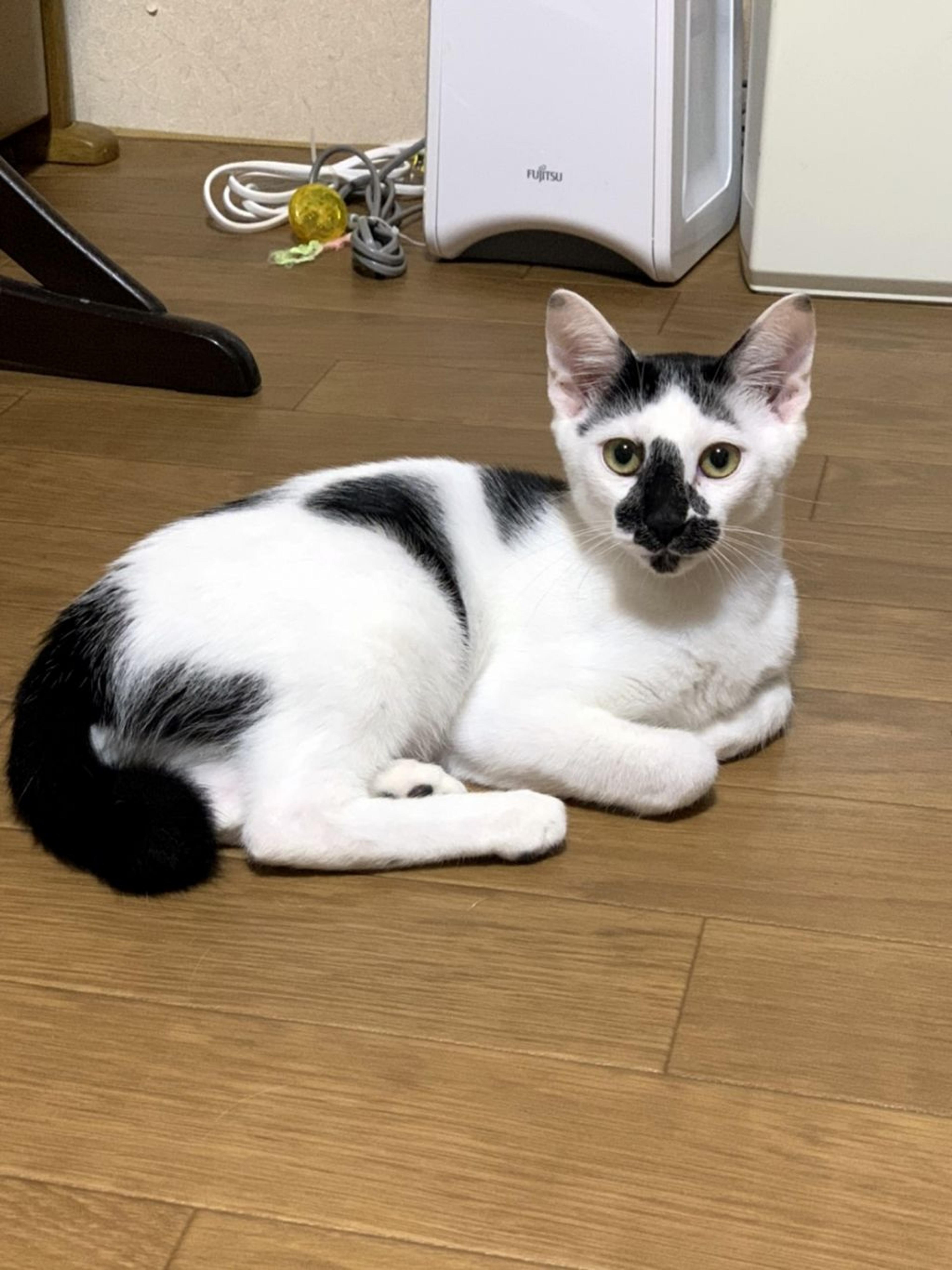 pet-image-10