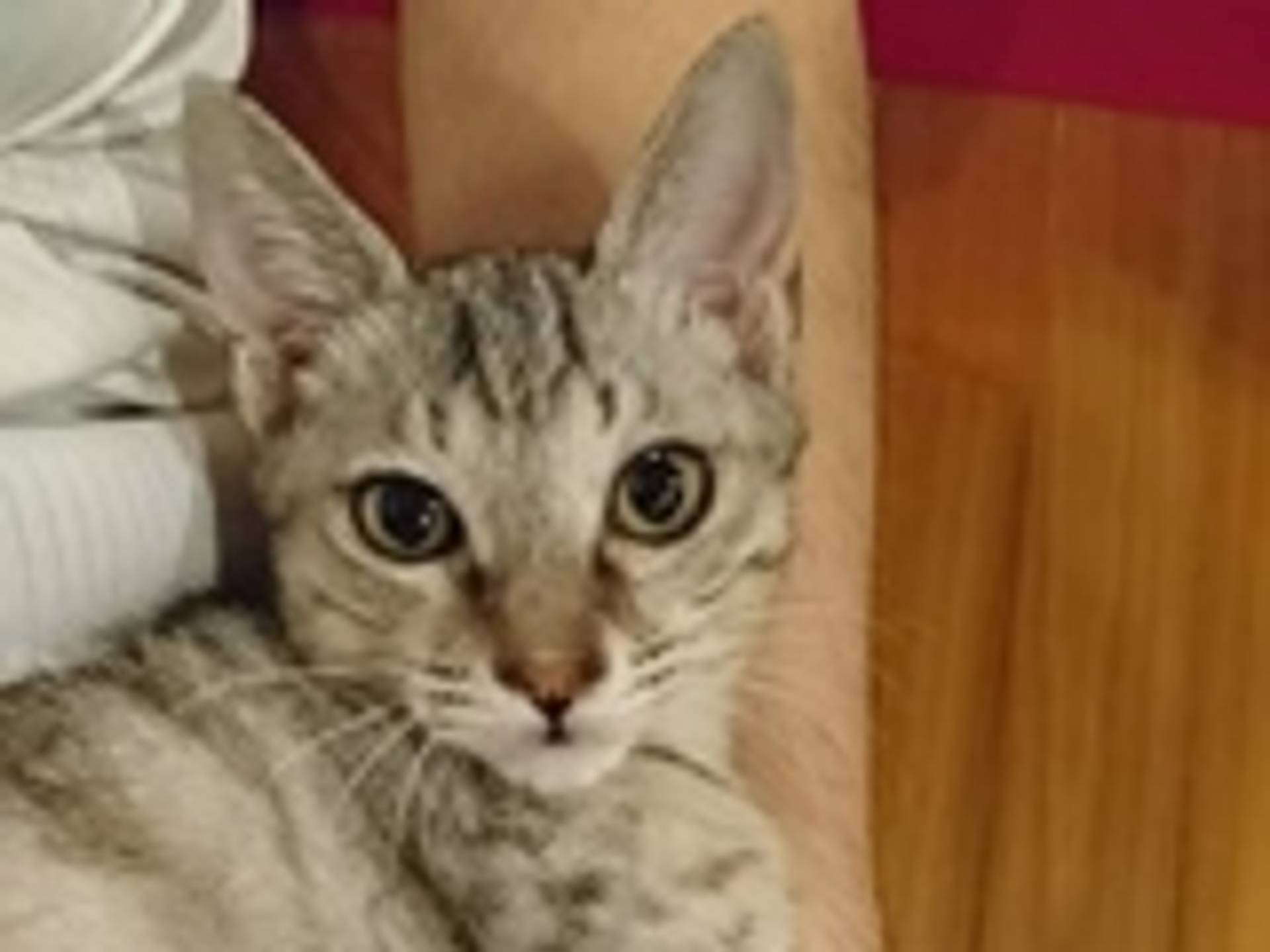 雑種（ミックス猫）・オスの里親募集の写真