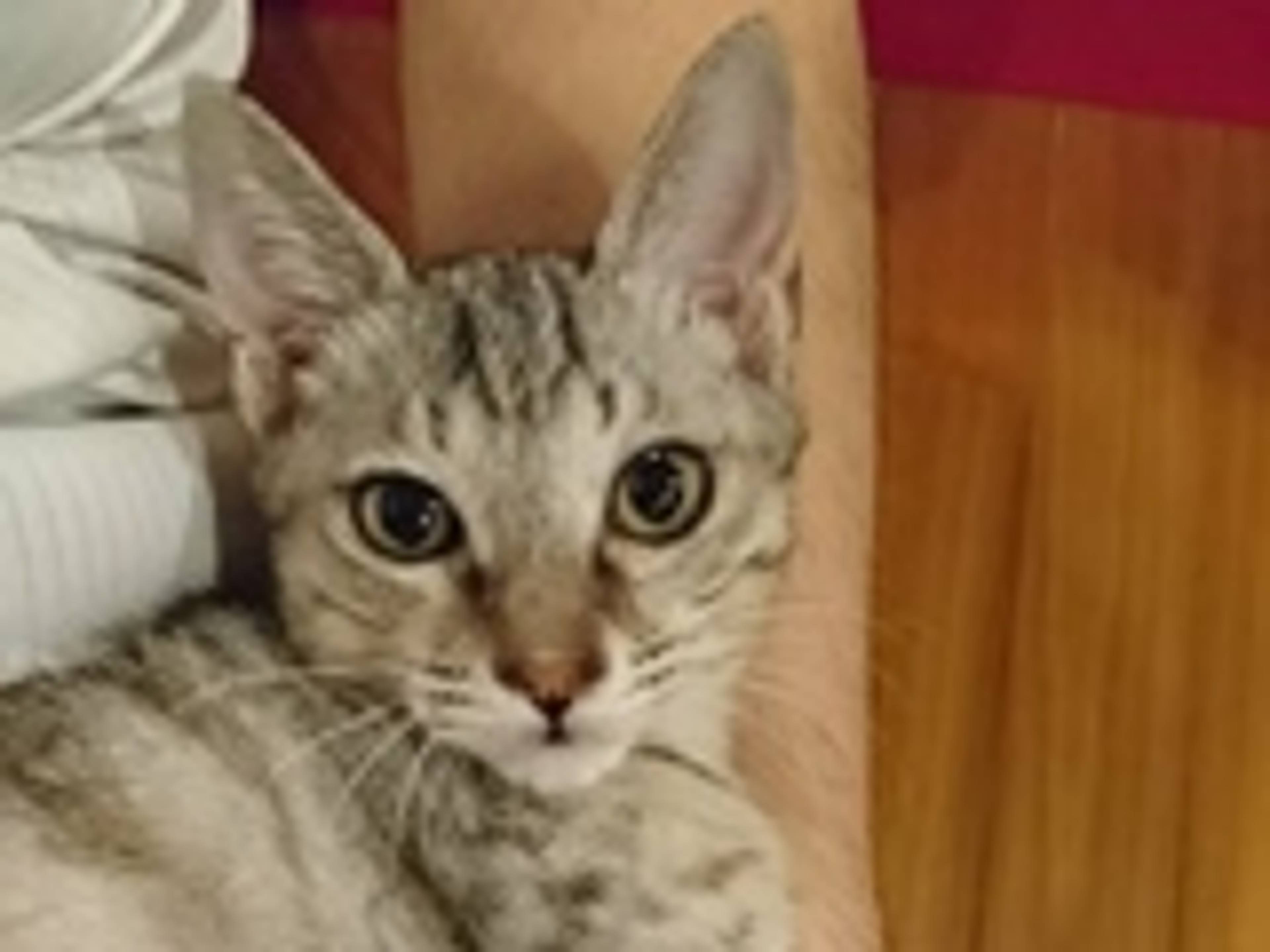 雑種（ミックス猫）・オスの里親募集の写真