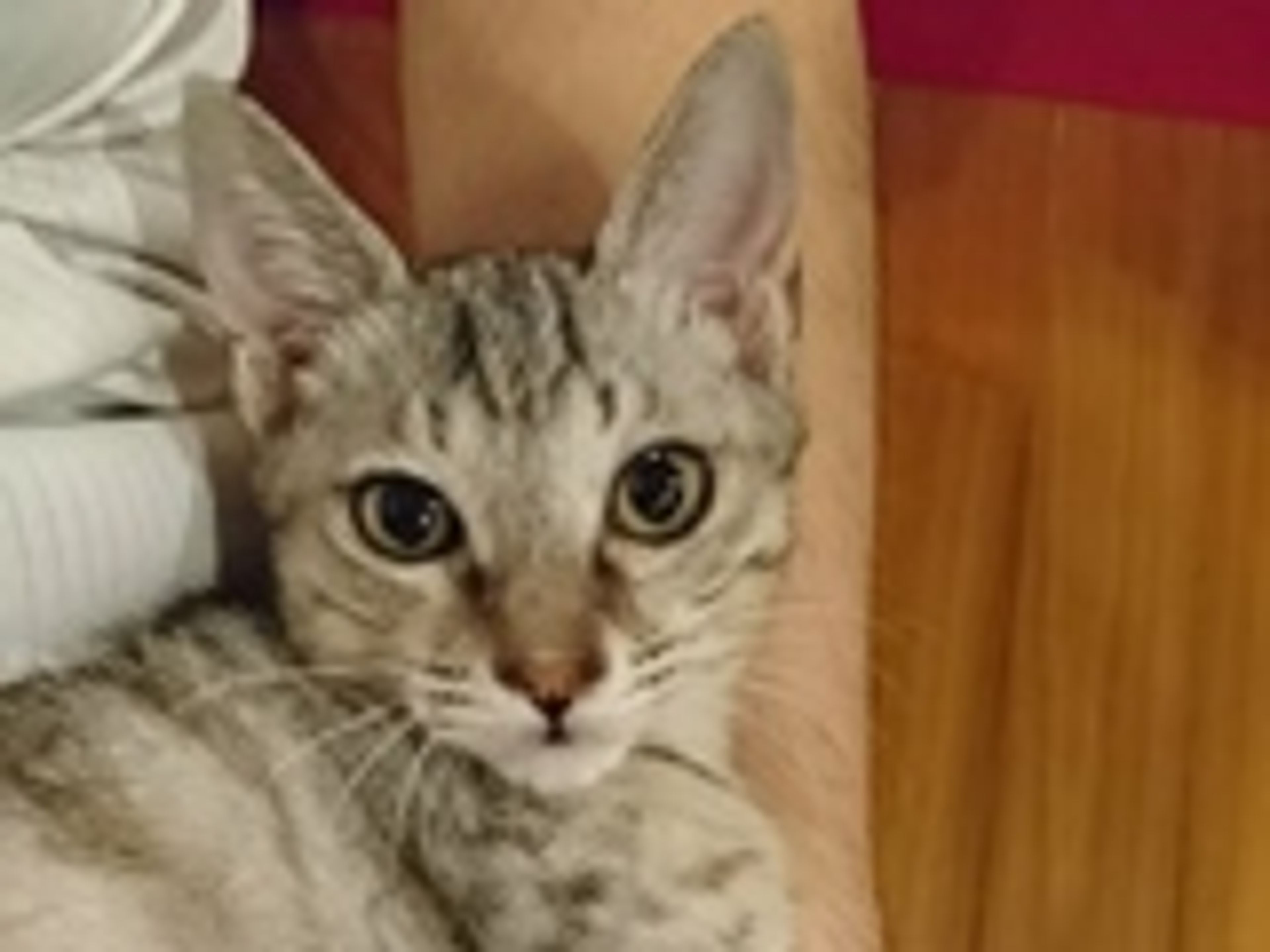 雑種（ミックス猫）・オスの里親募集の写真