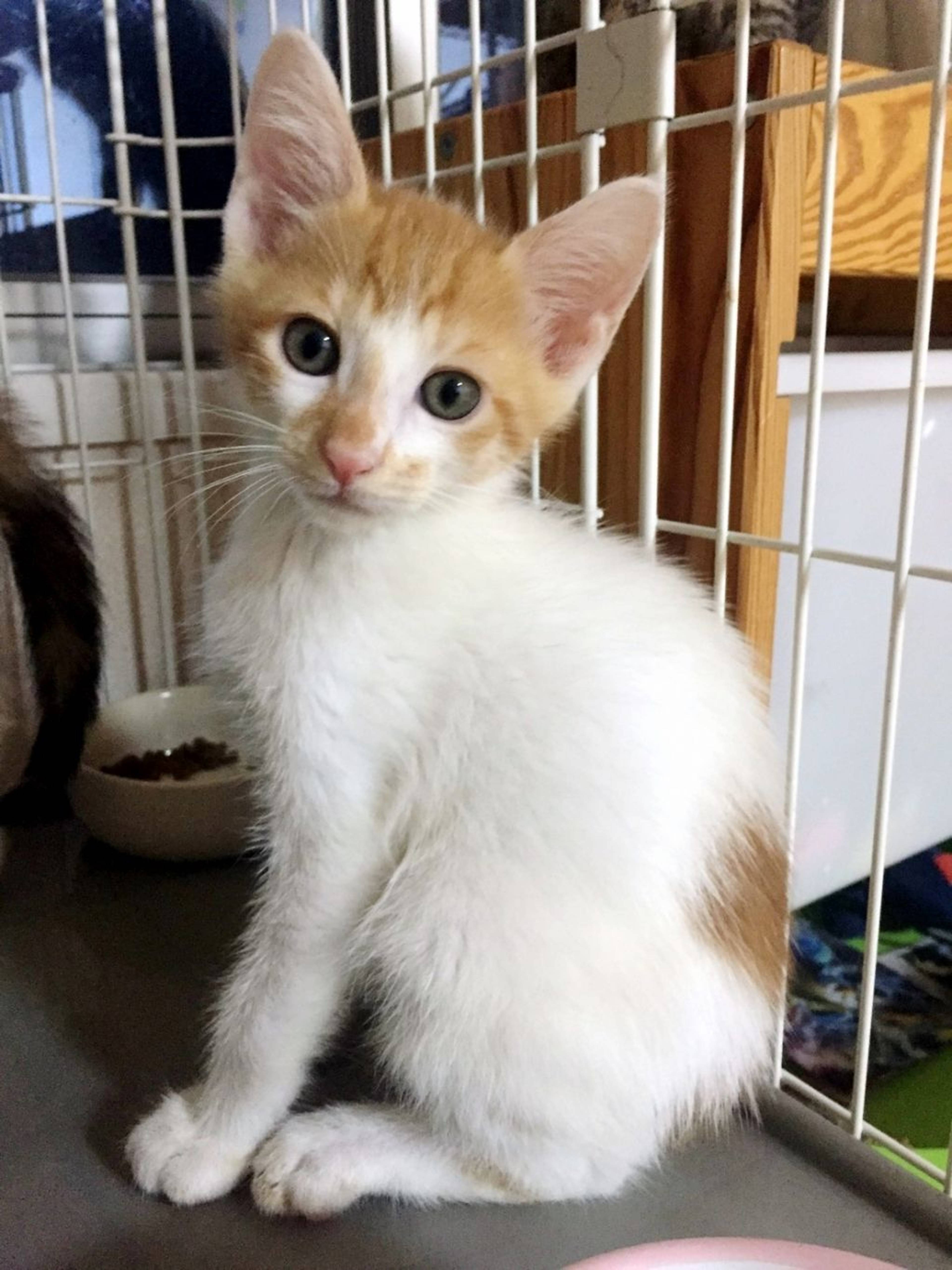 雑種（ミックス猫）・オスの里親募集の写真