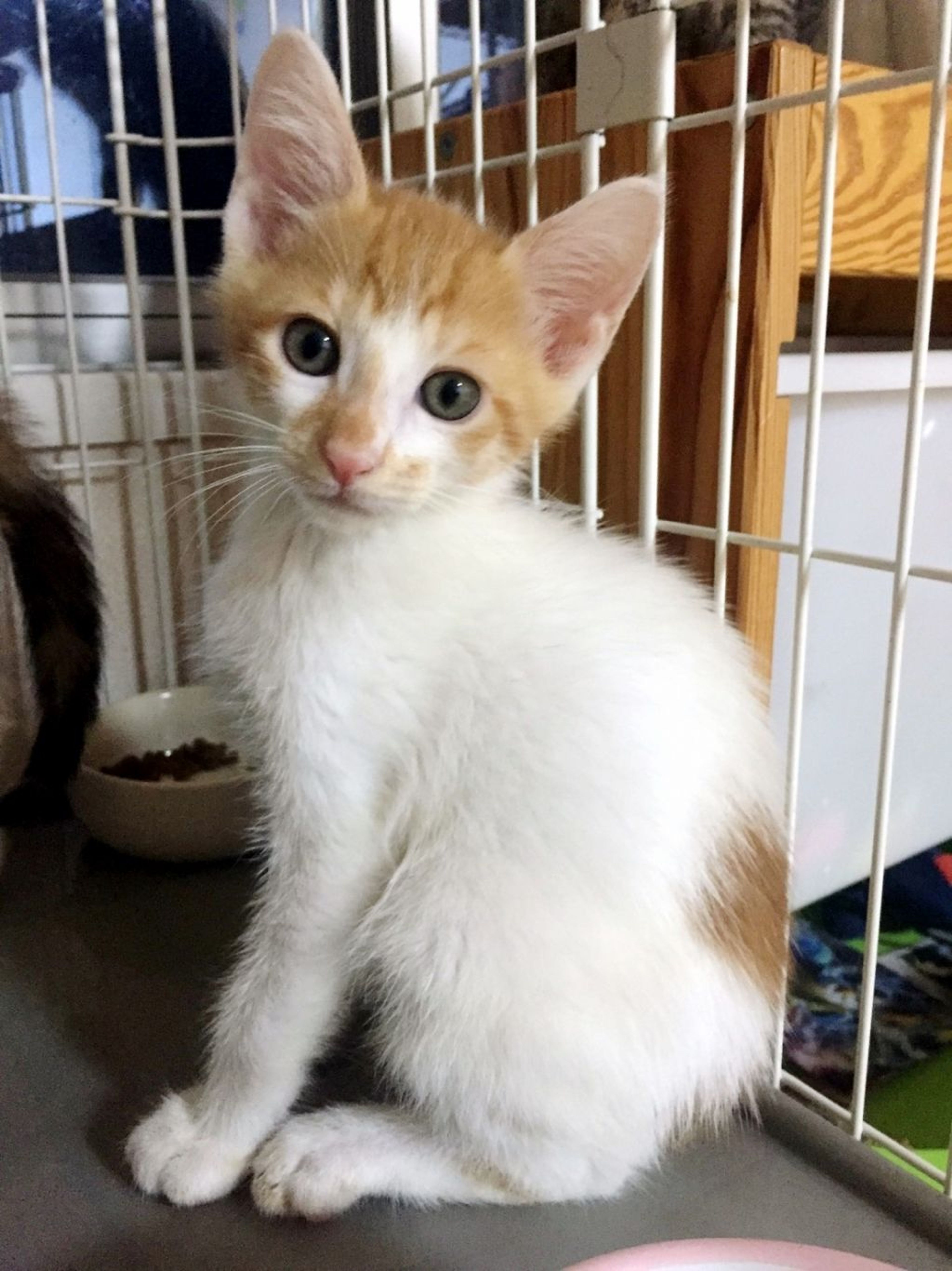 雑種（ミックス猫）・オスの里親募集の写真