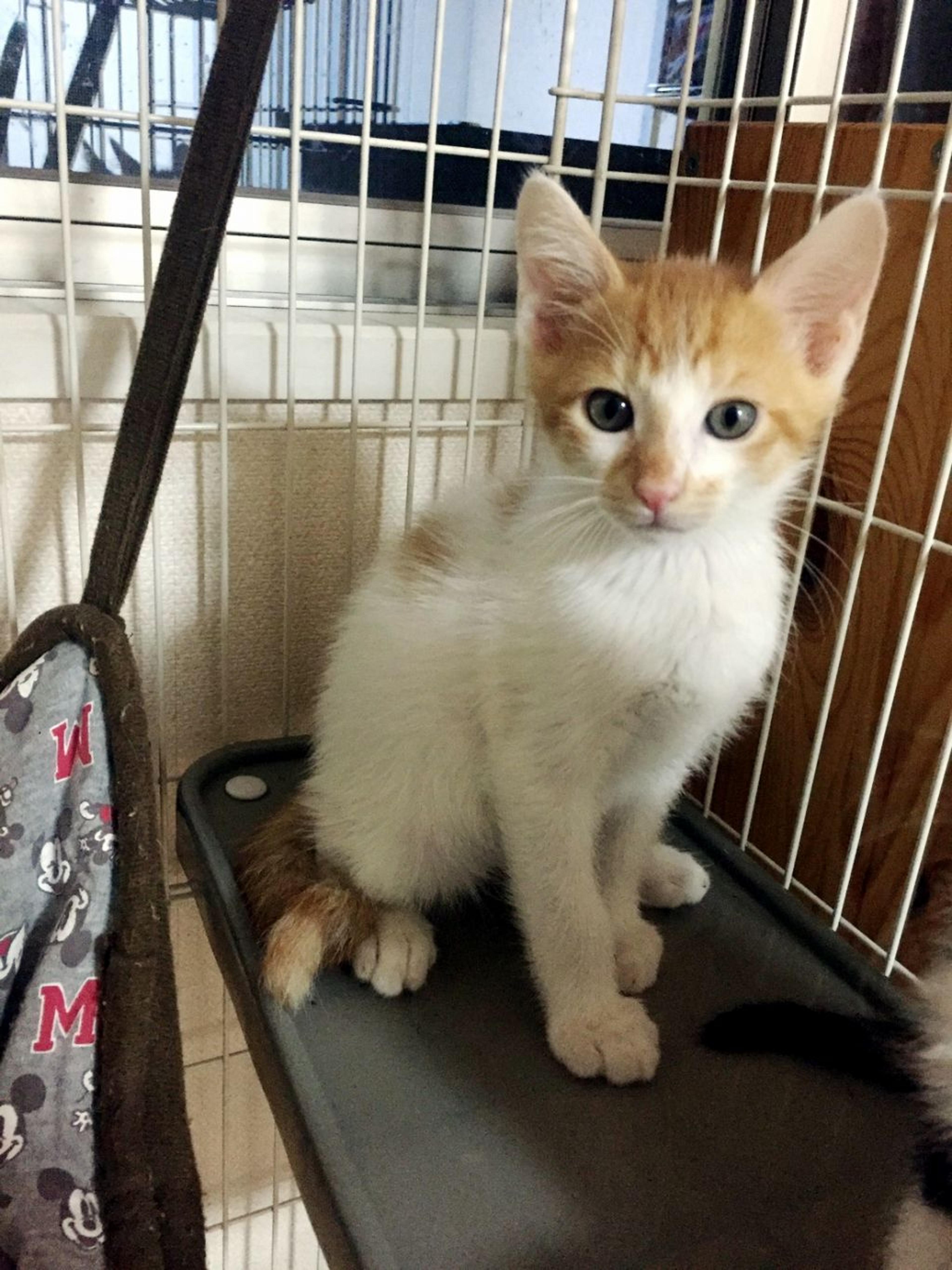 pet-image-2