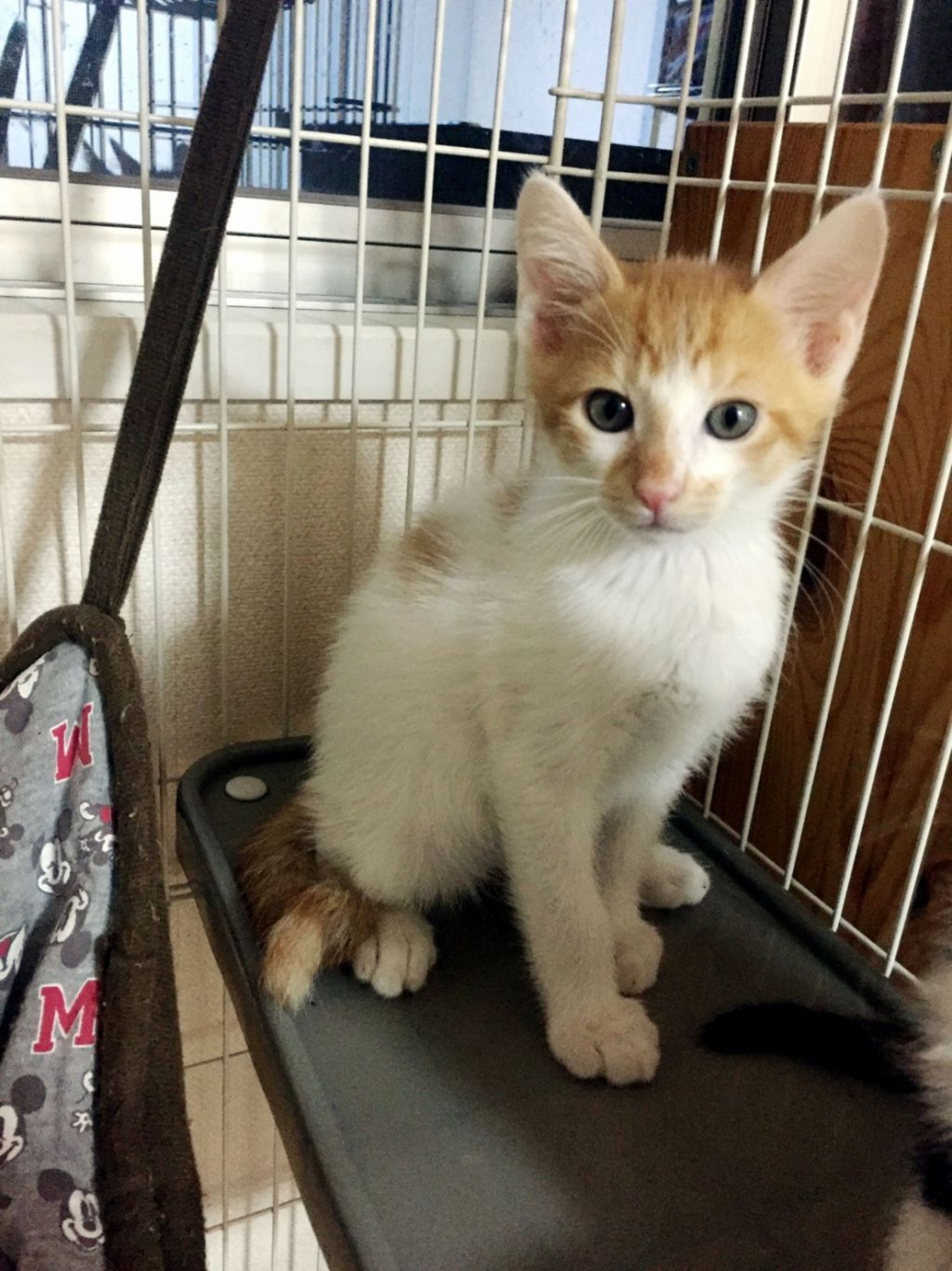 pet-image-2