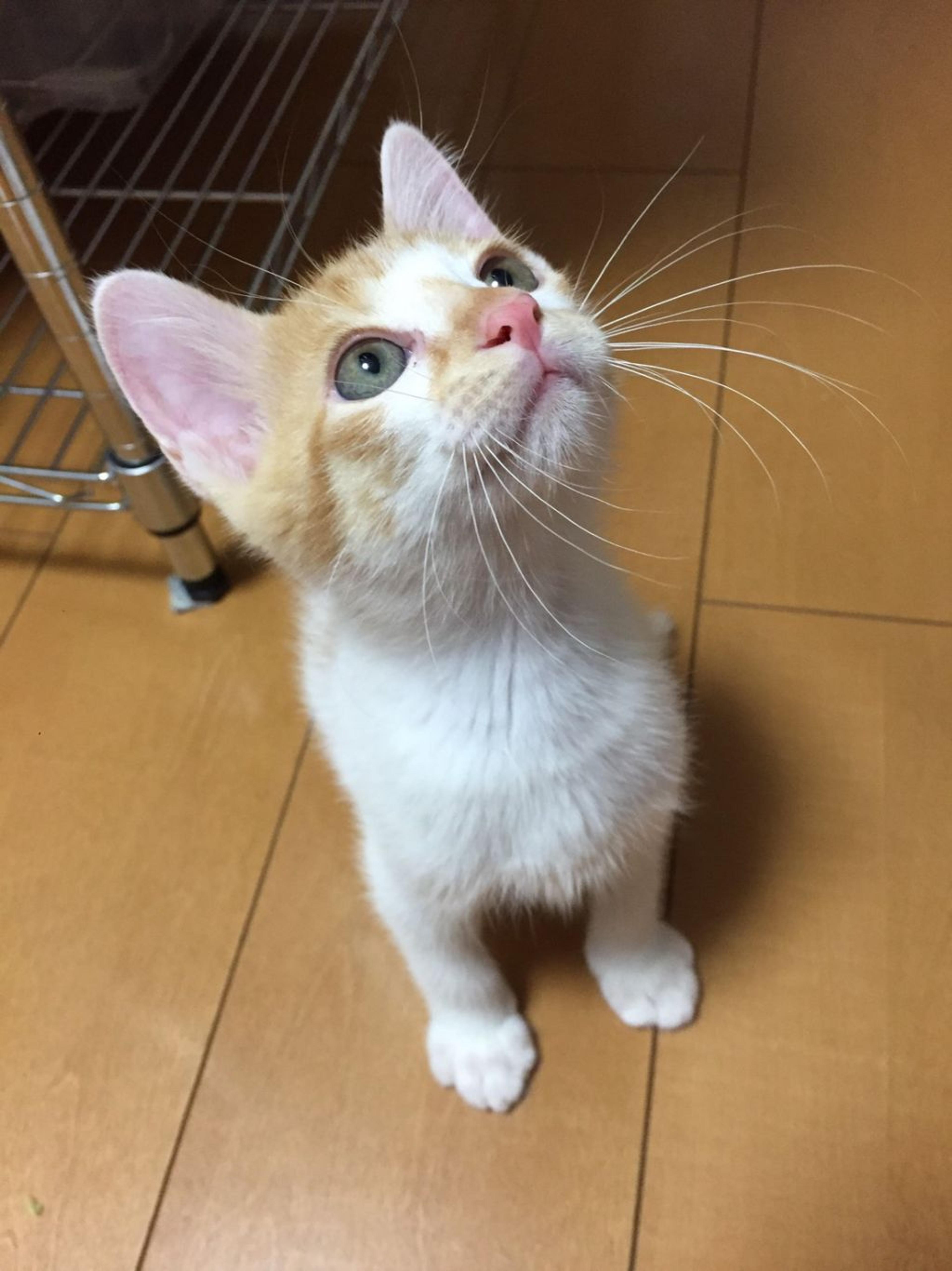 pet-image-3