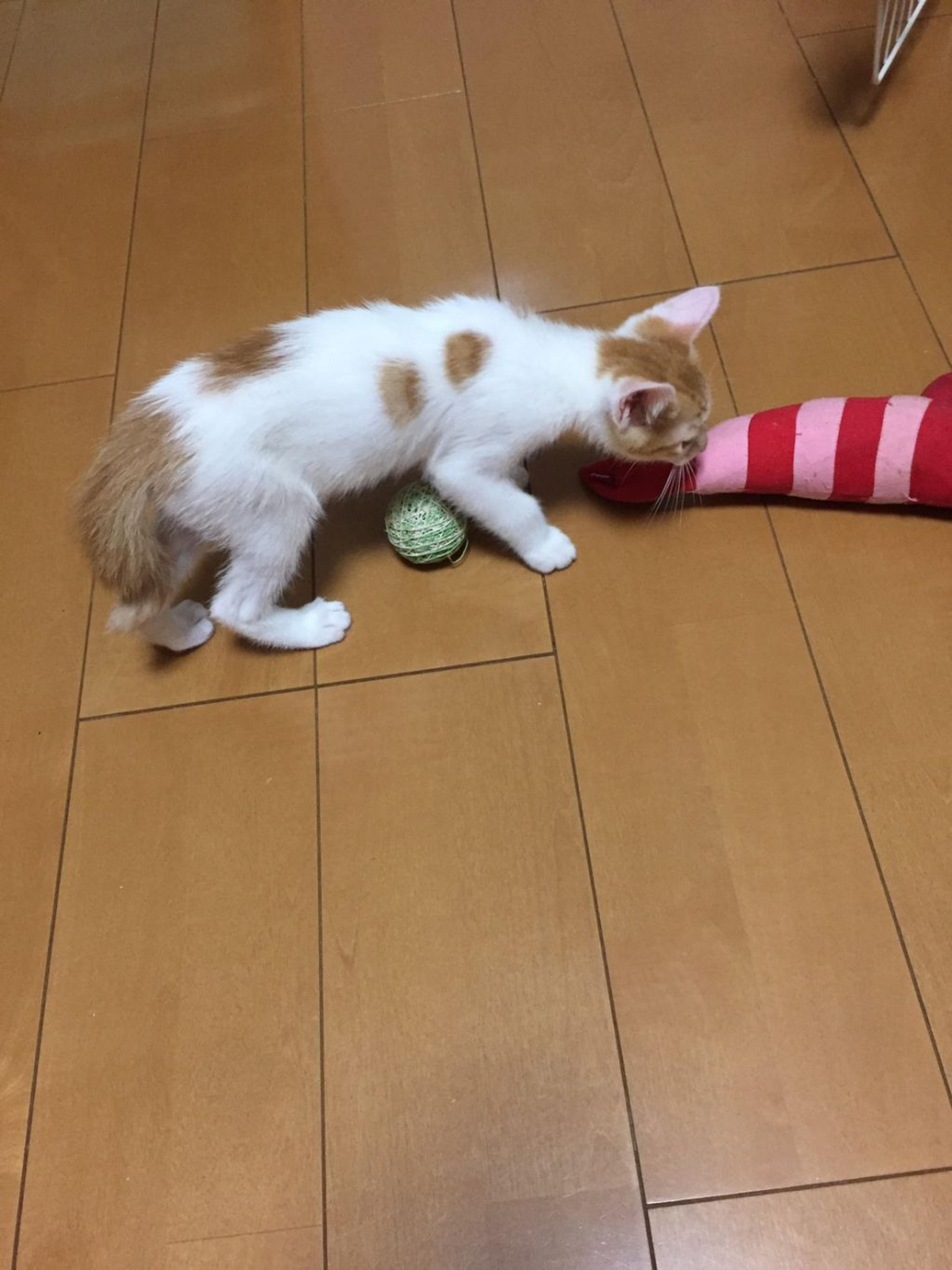 pet-image-5