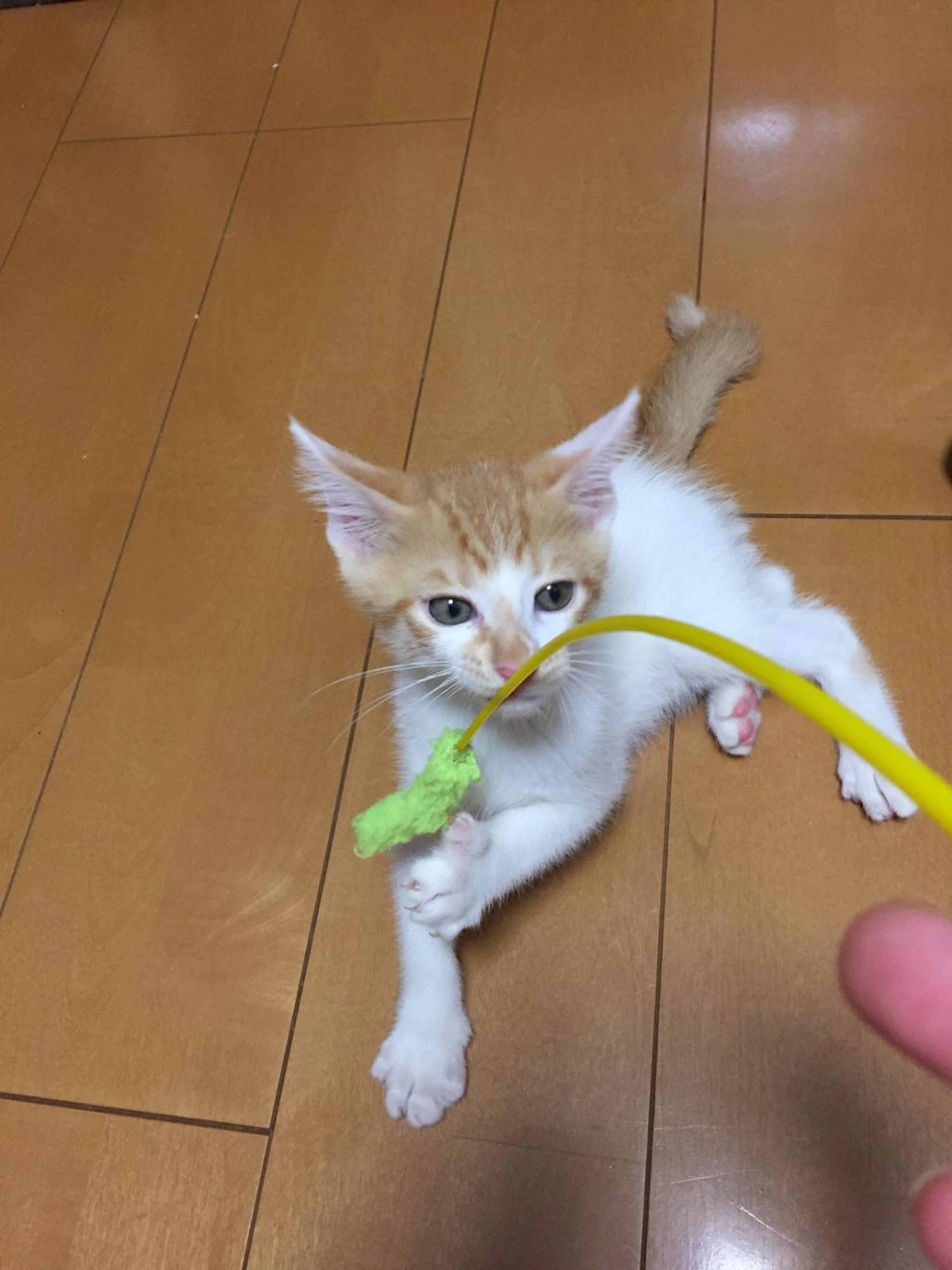 pet-image-6
