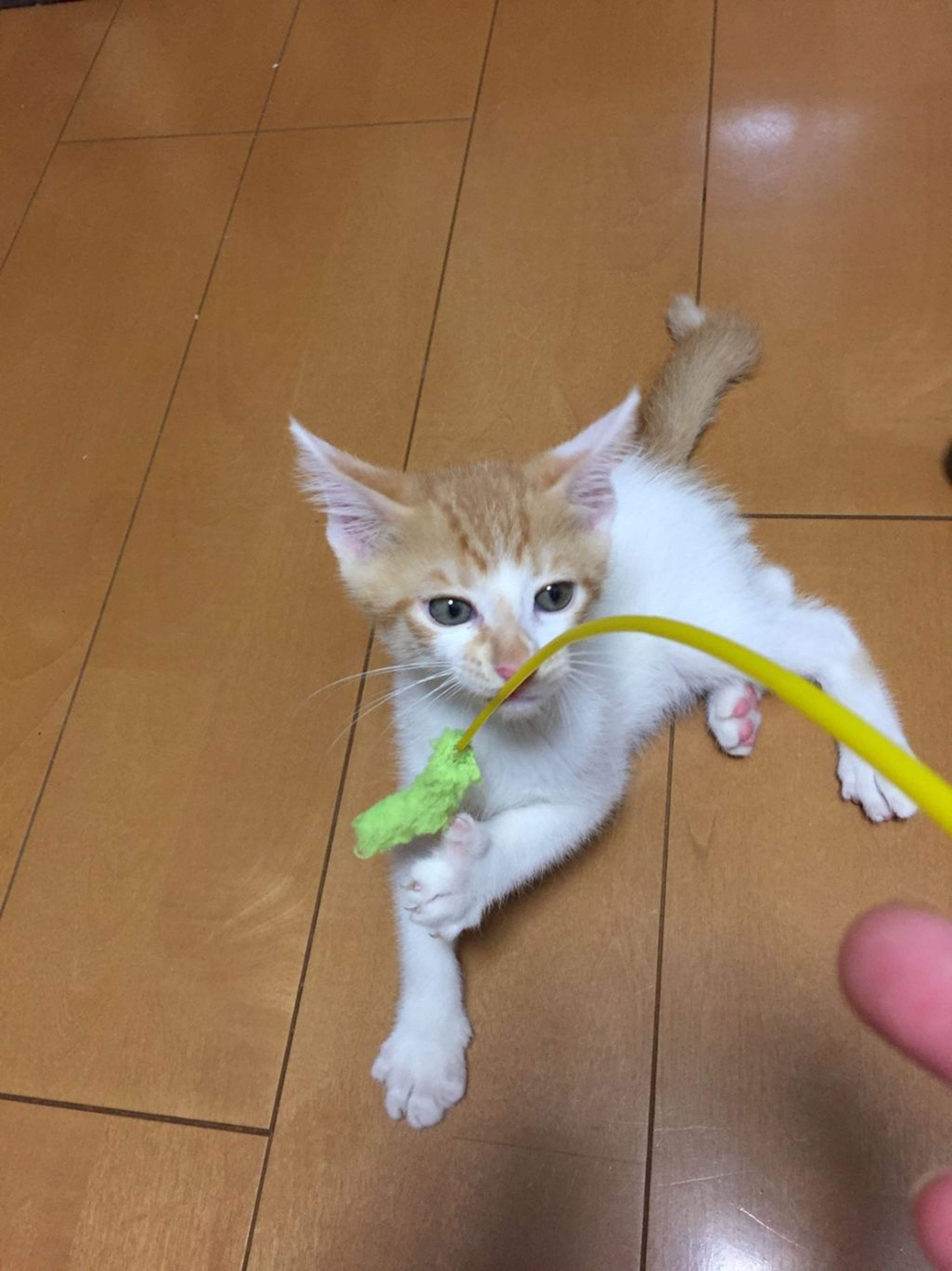 pet-image-6