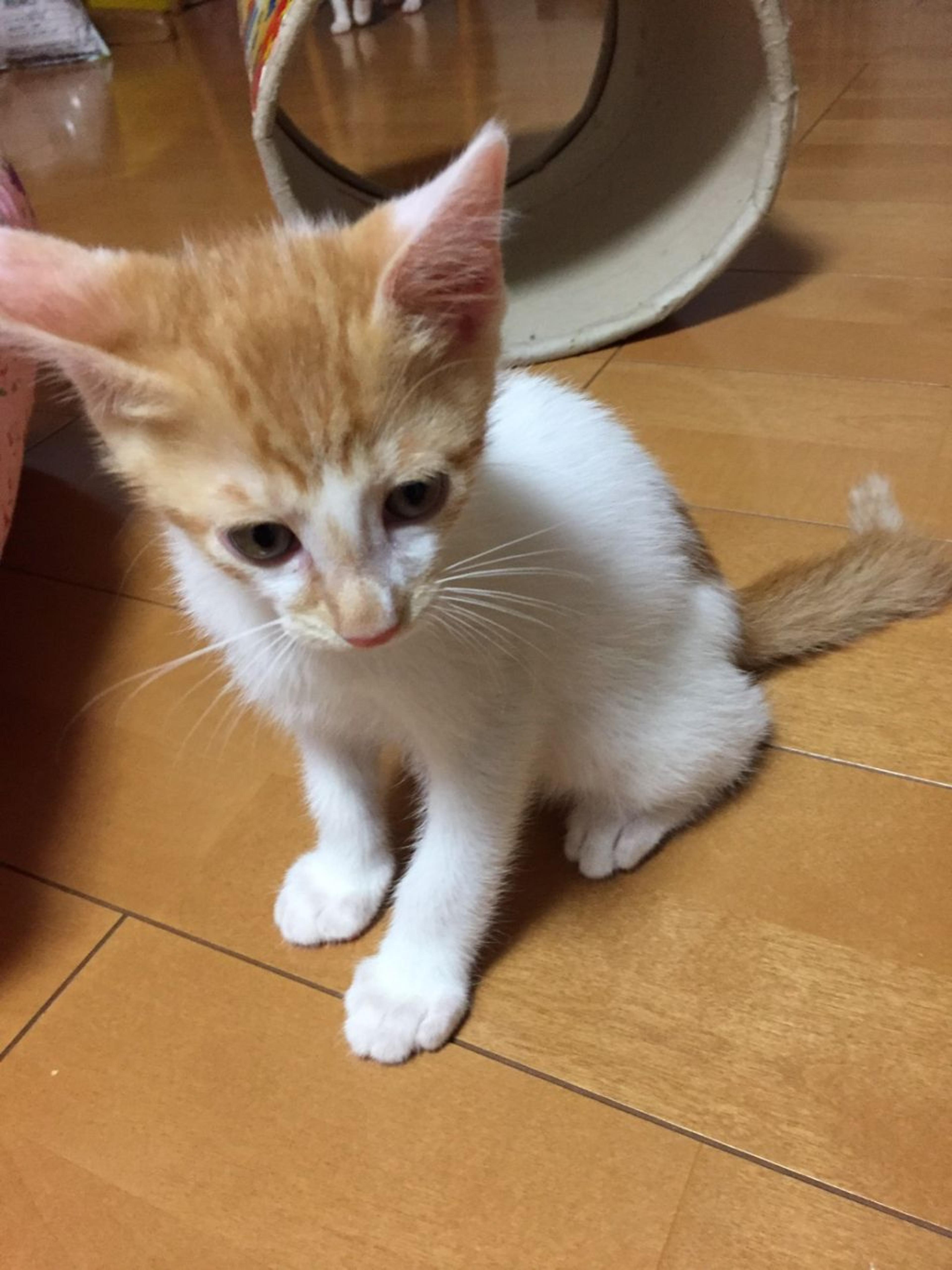 pet-image-7