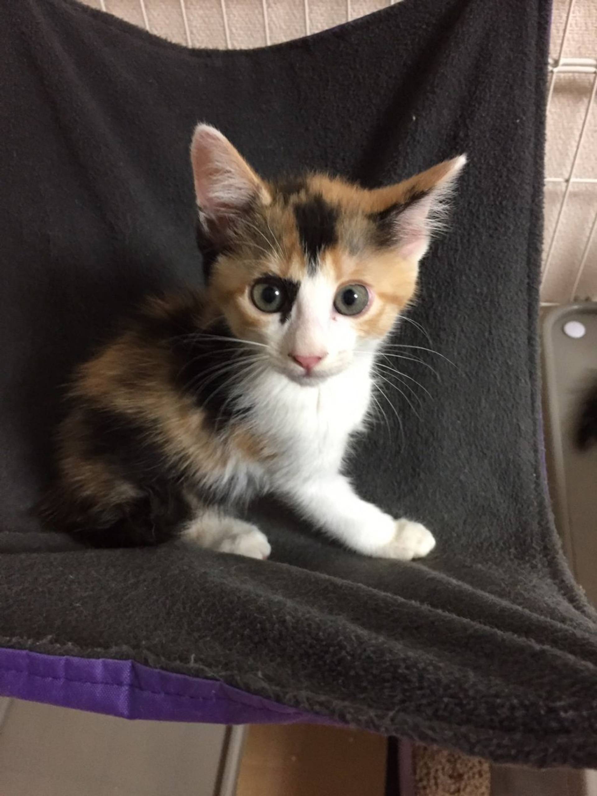 雑種（ミックス猫）・メスの里親募集の写真