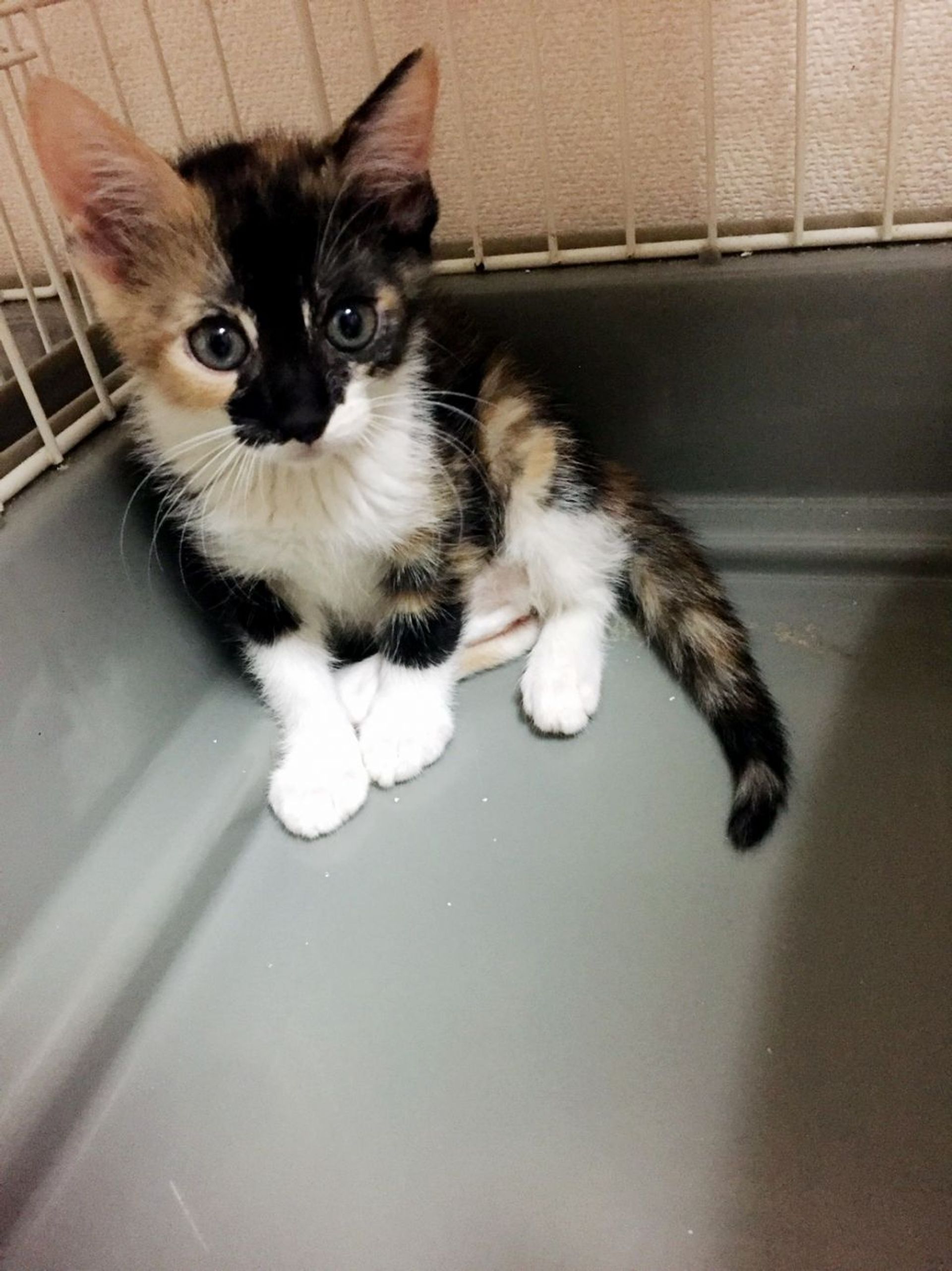 雑種（ミックス猫）・メスの里親募集の写真