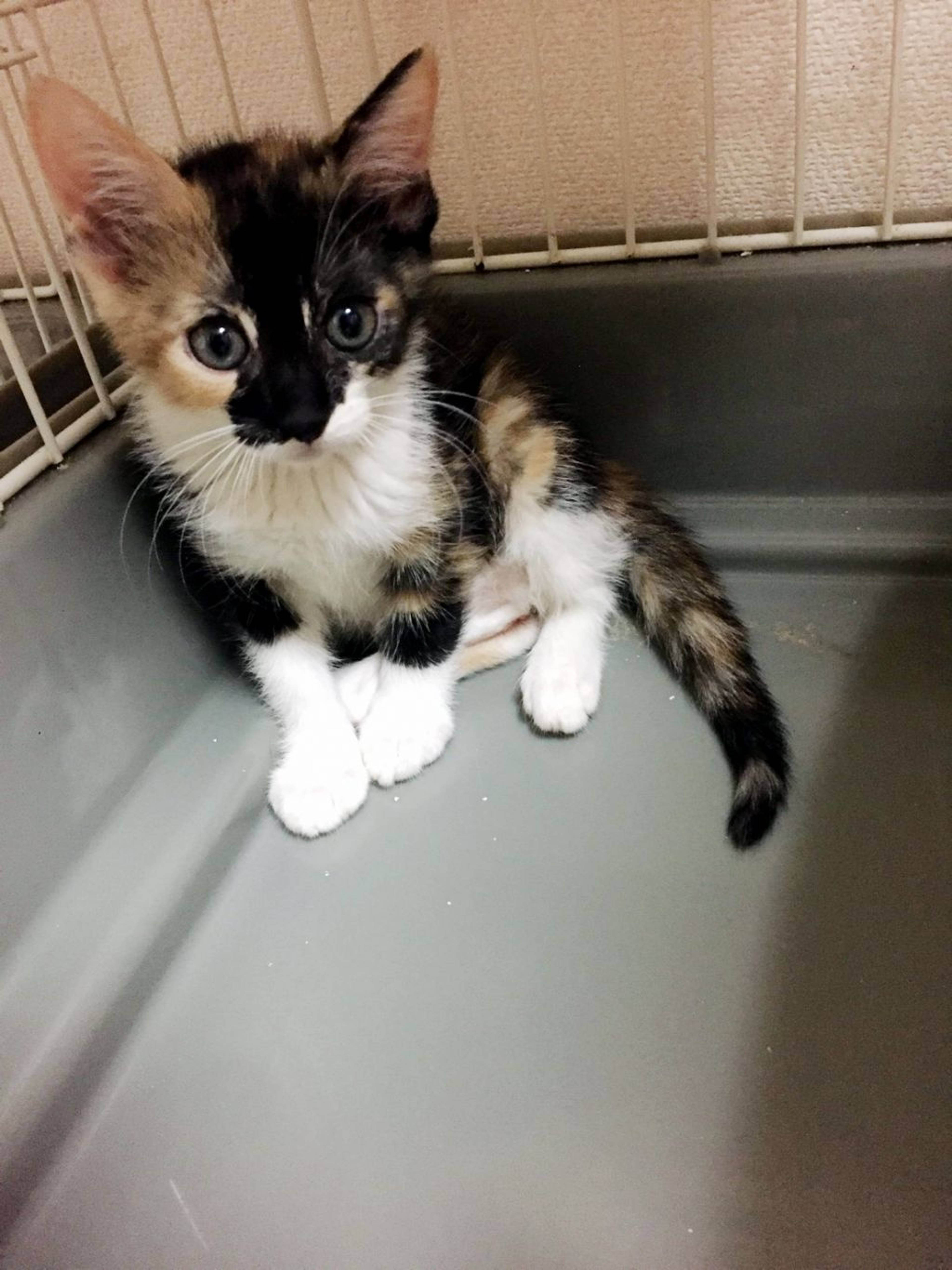 雑種（ミックス猫）・メスの里親募集の写真