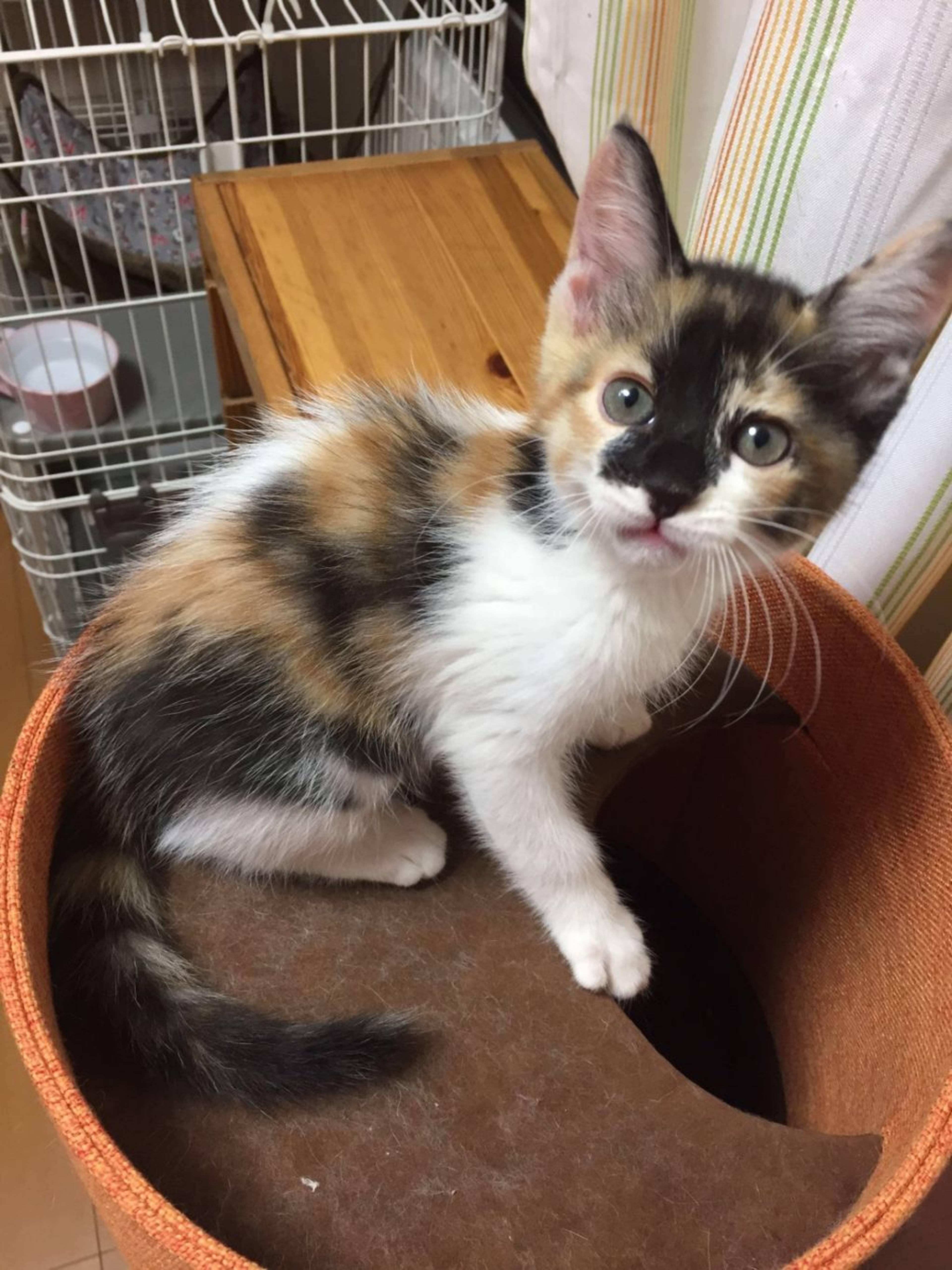 雑種（ミックス猫）・メスの里親募集の写真