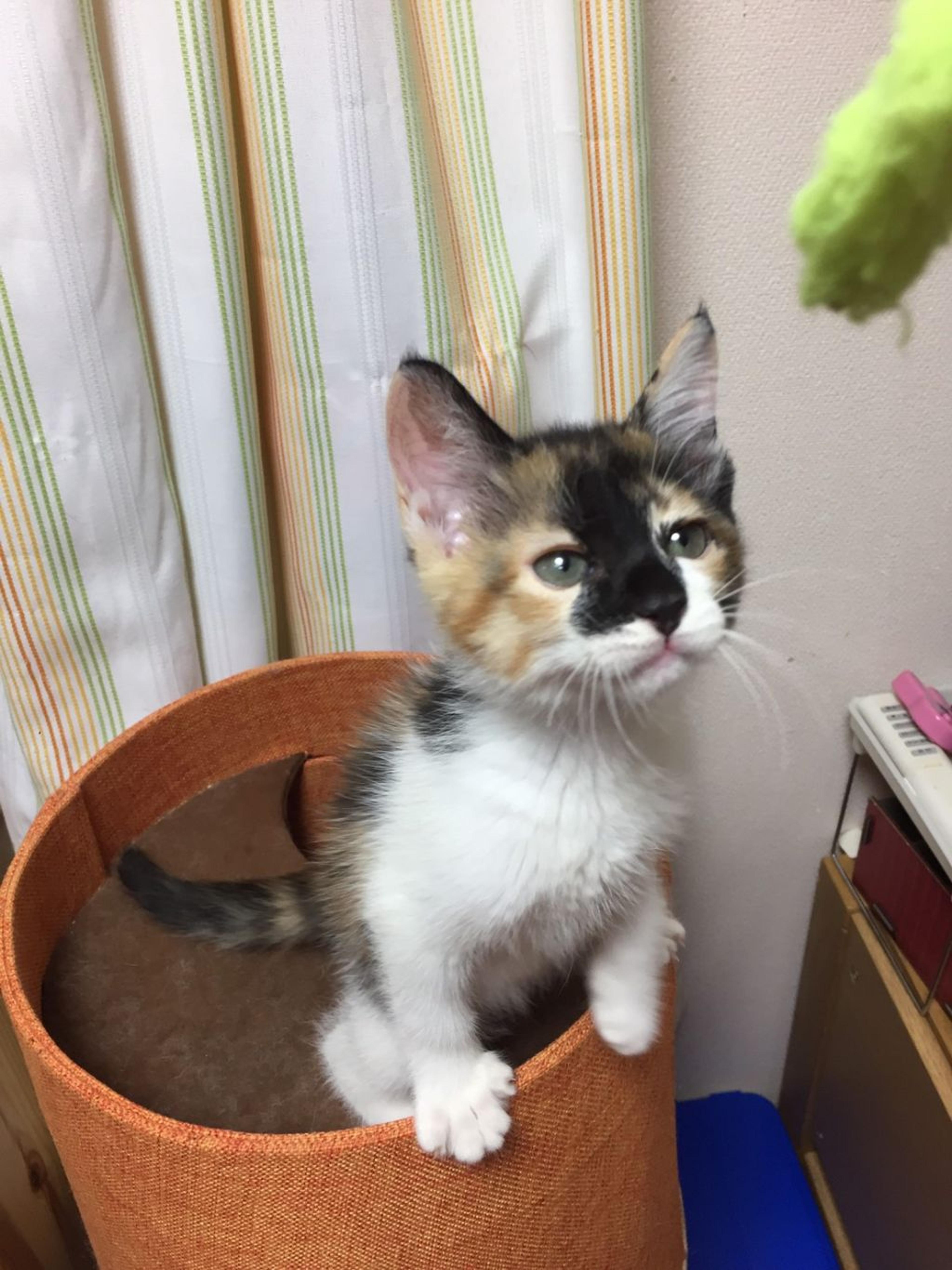 pet-image-2