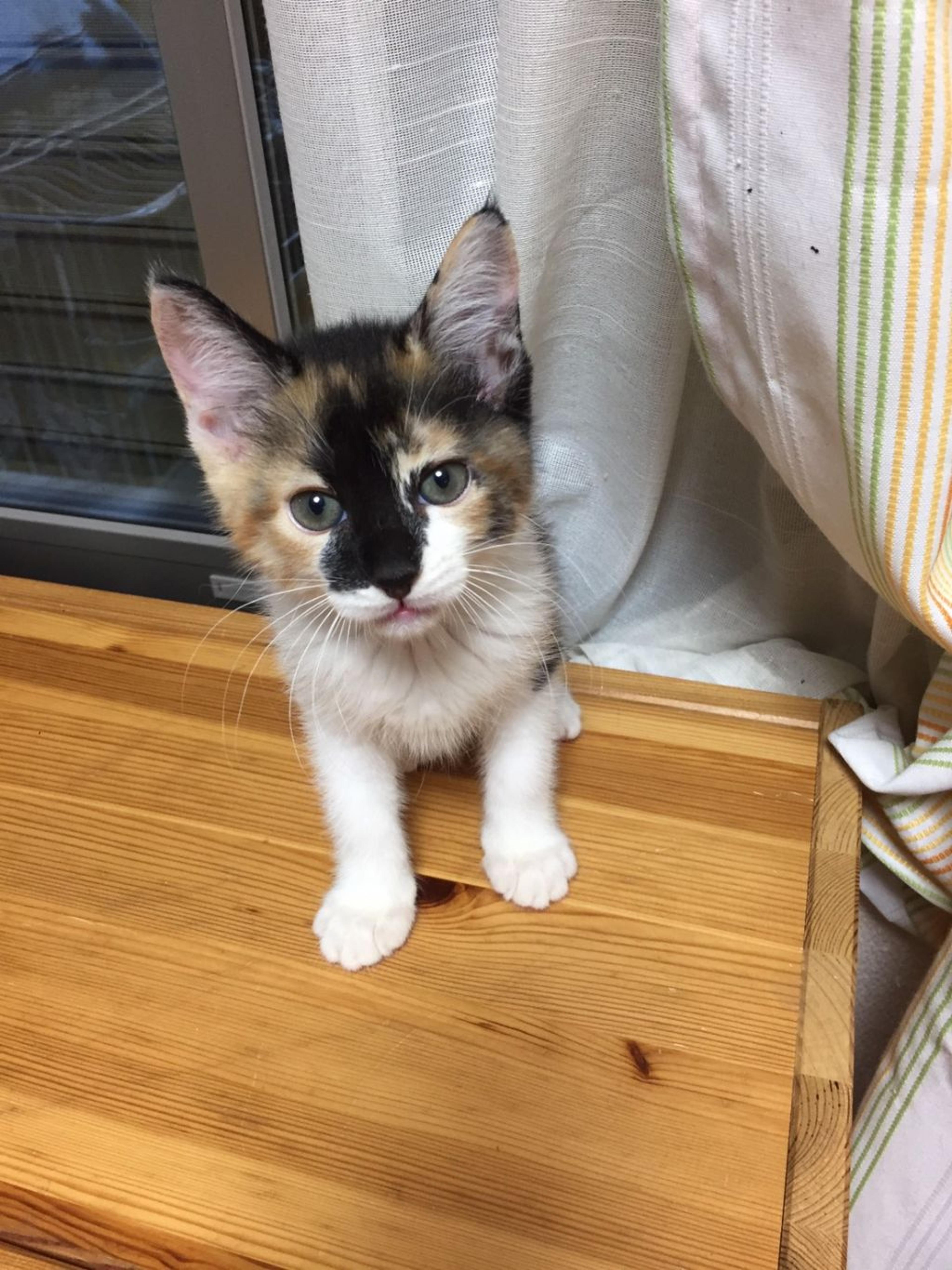 pet-image-3