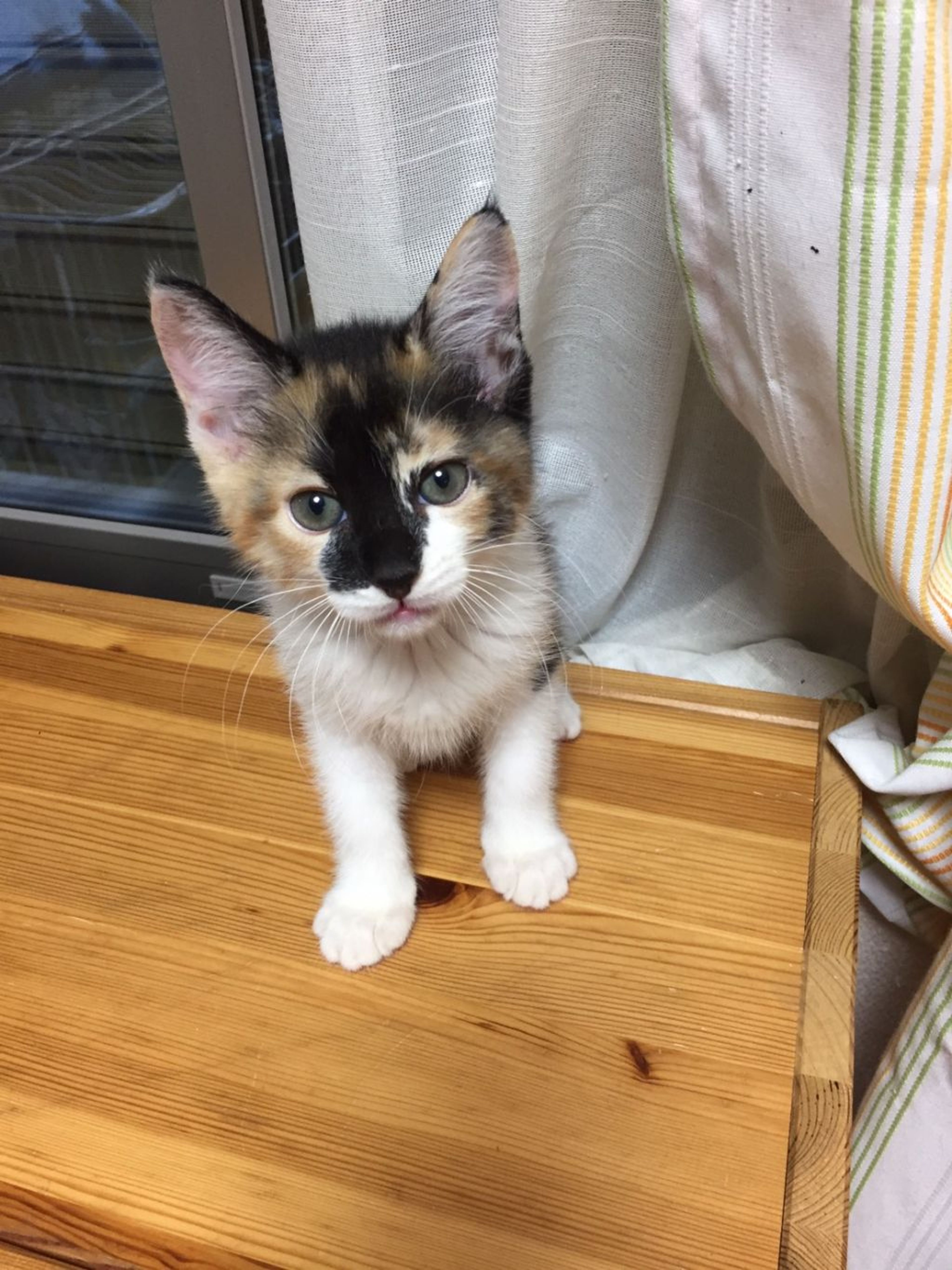 pet-image-3