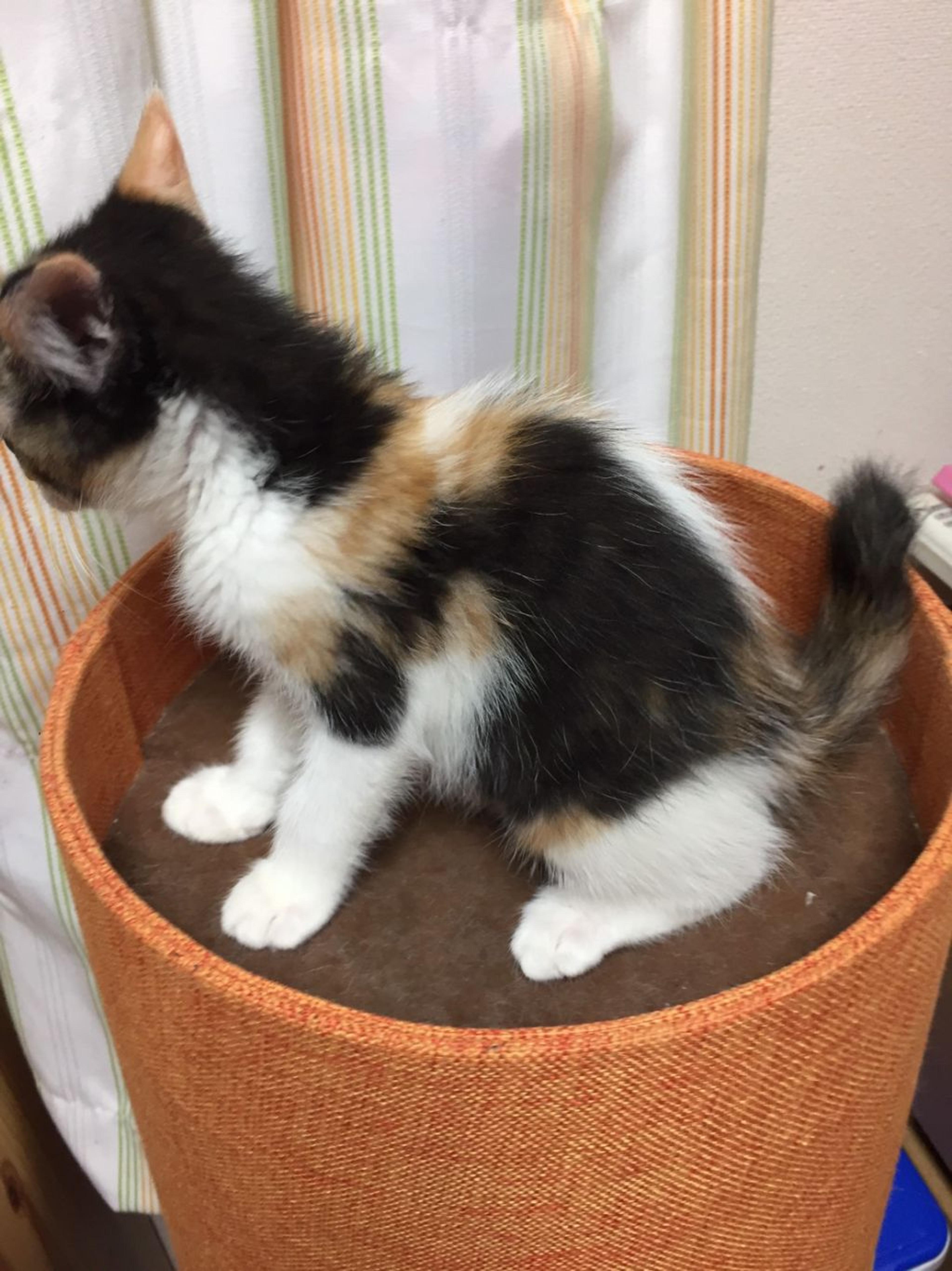 pet-image-4