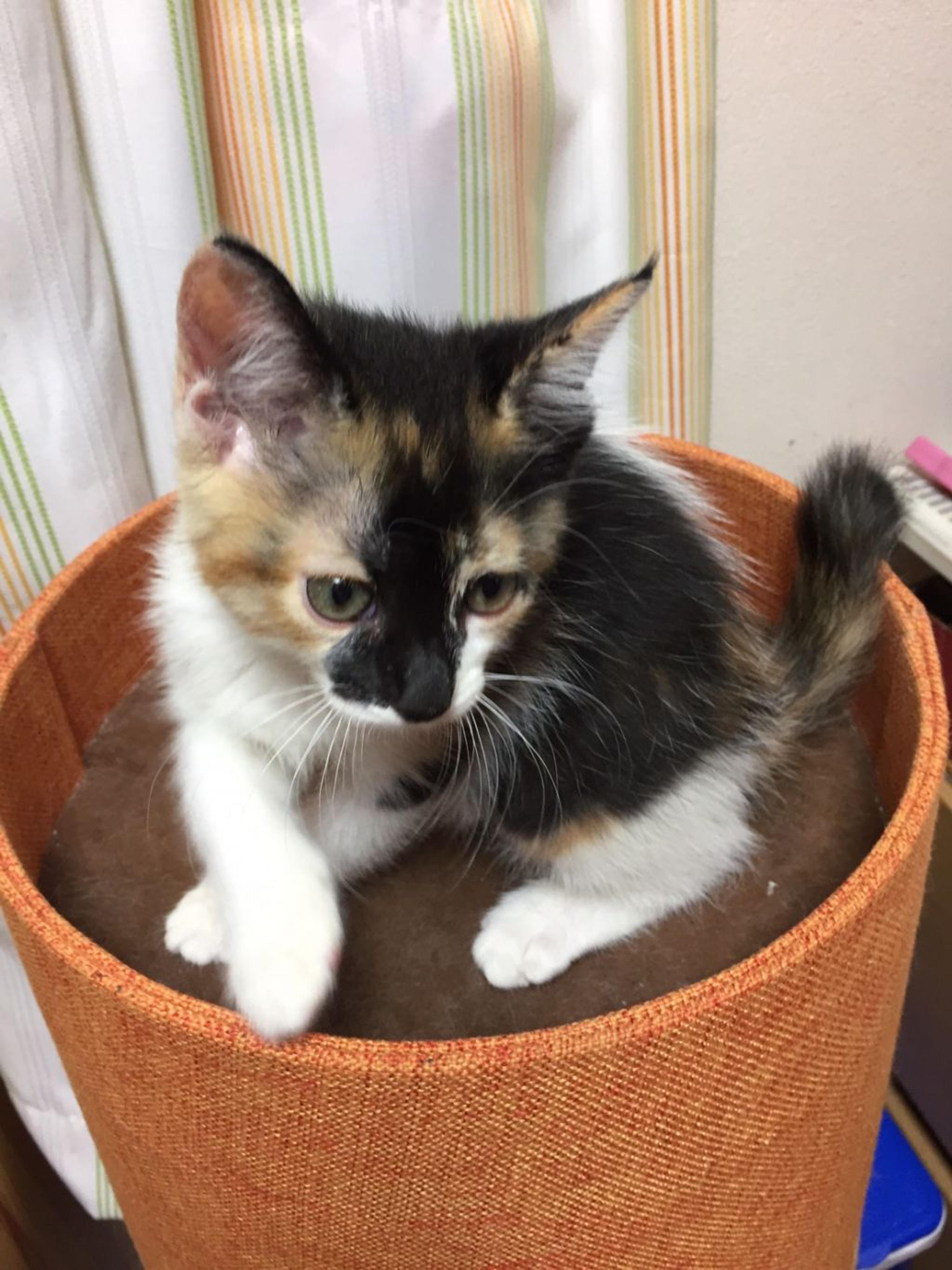 pet-image-5