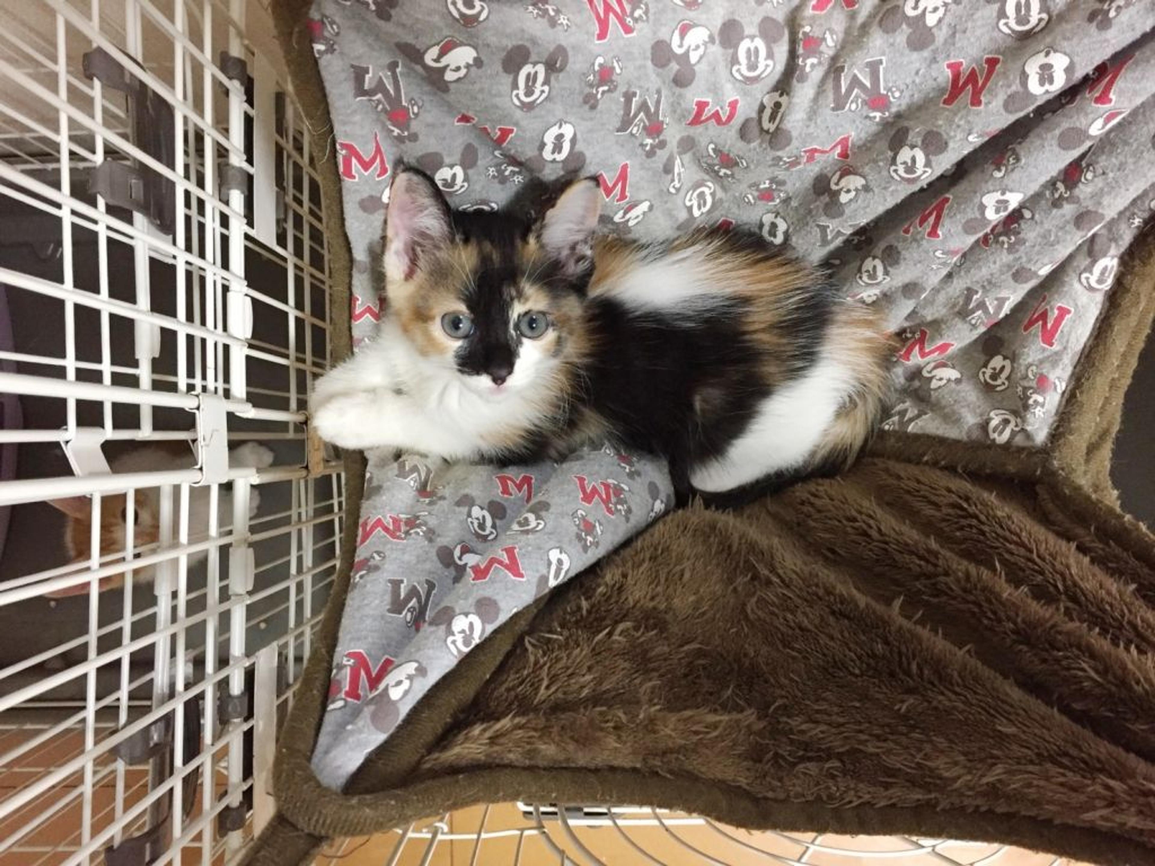 pet-image-6