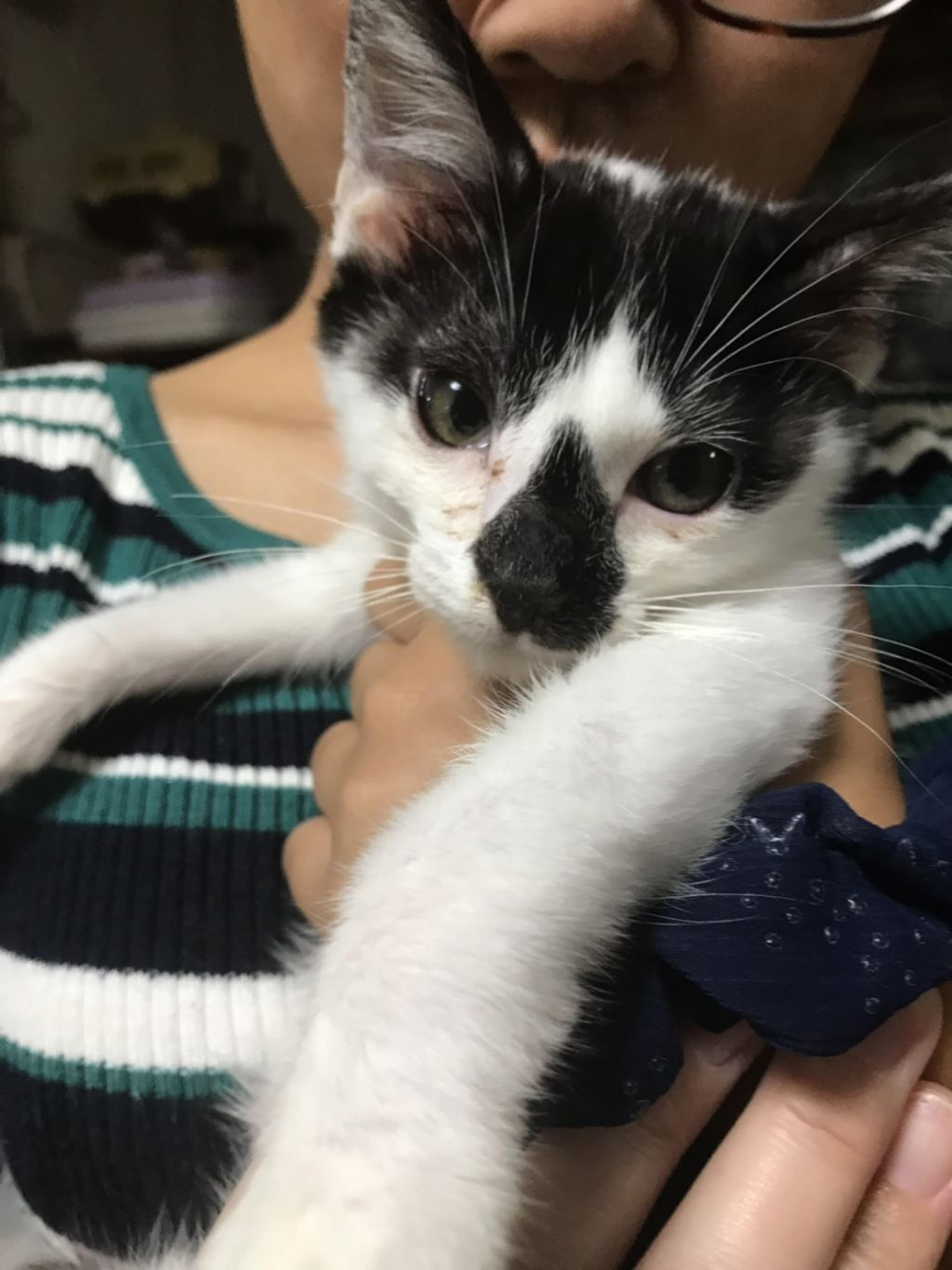 pet-image-2