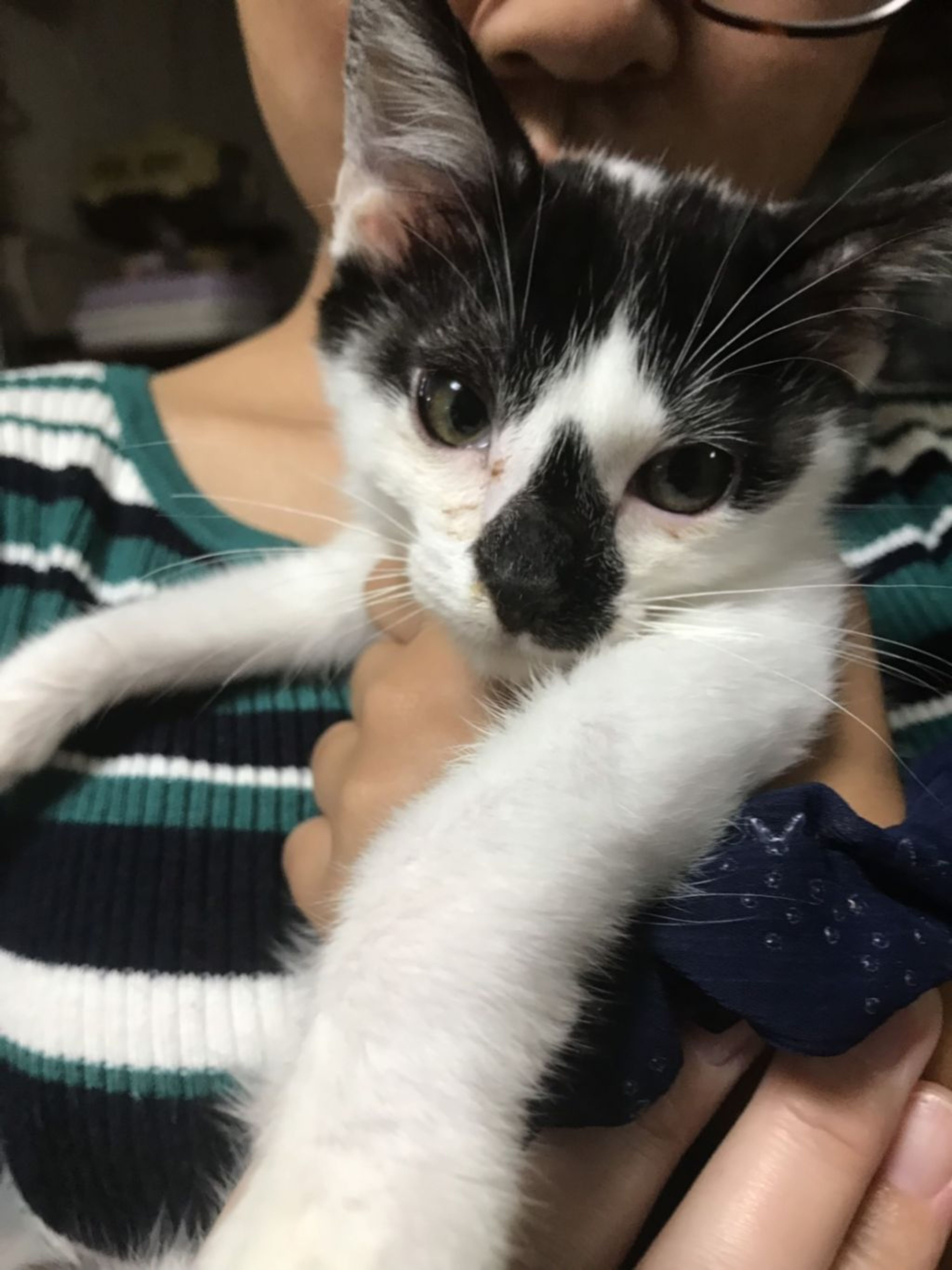 pet-image-2