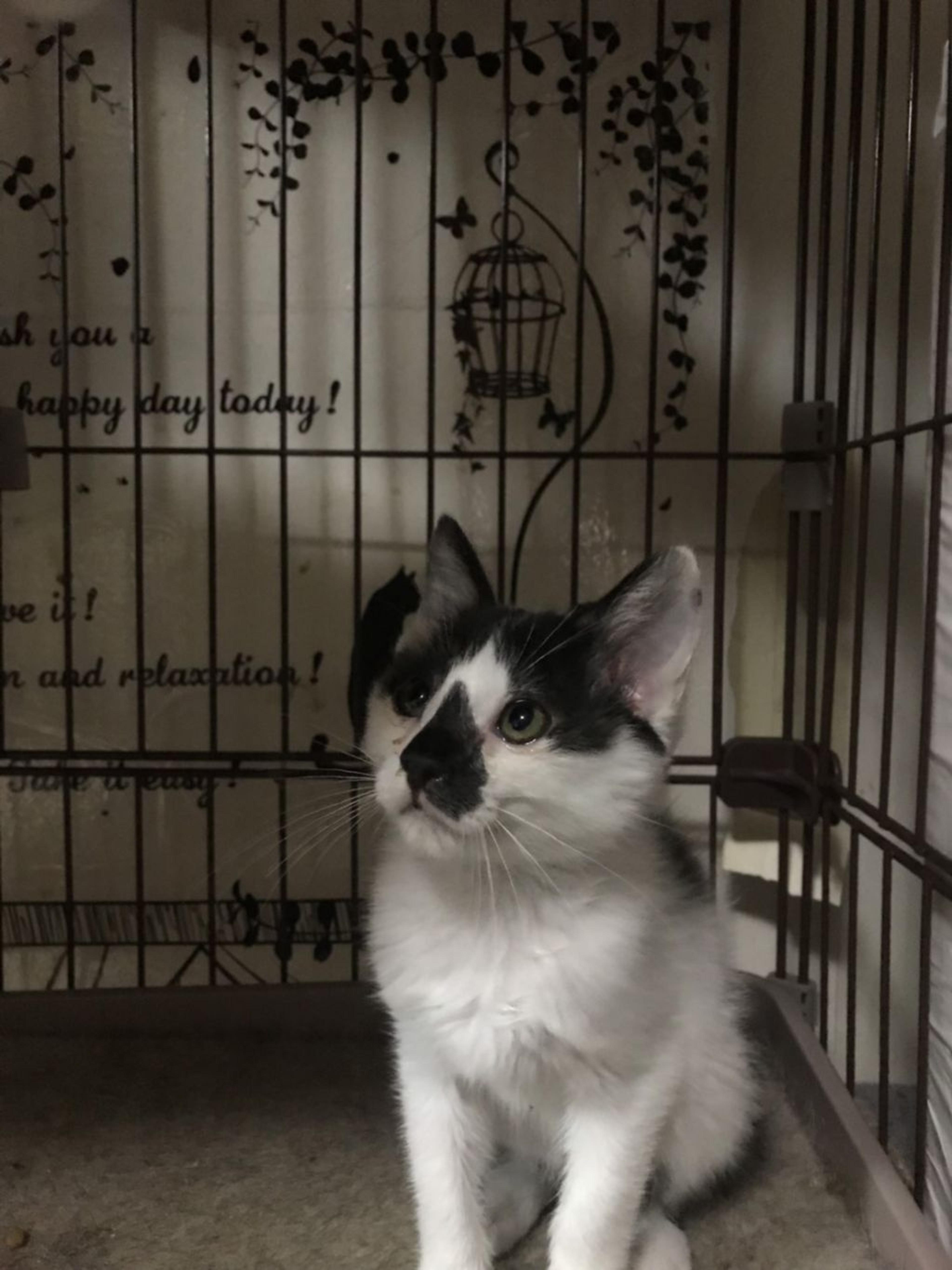 pet-image-3
