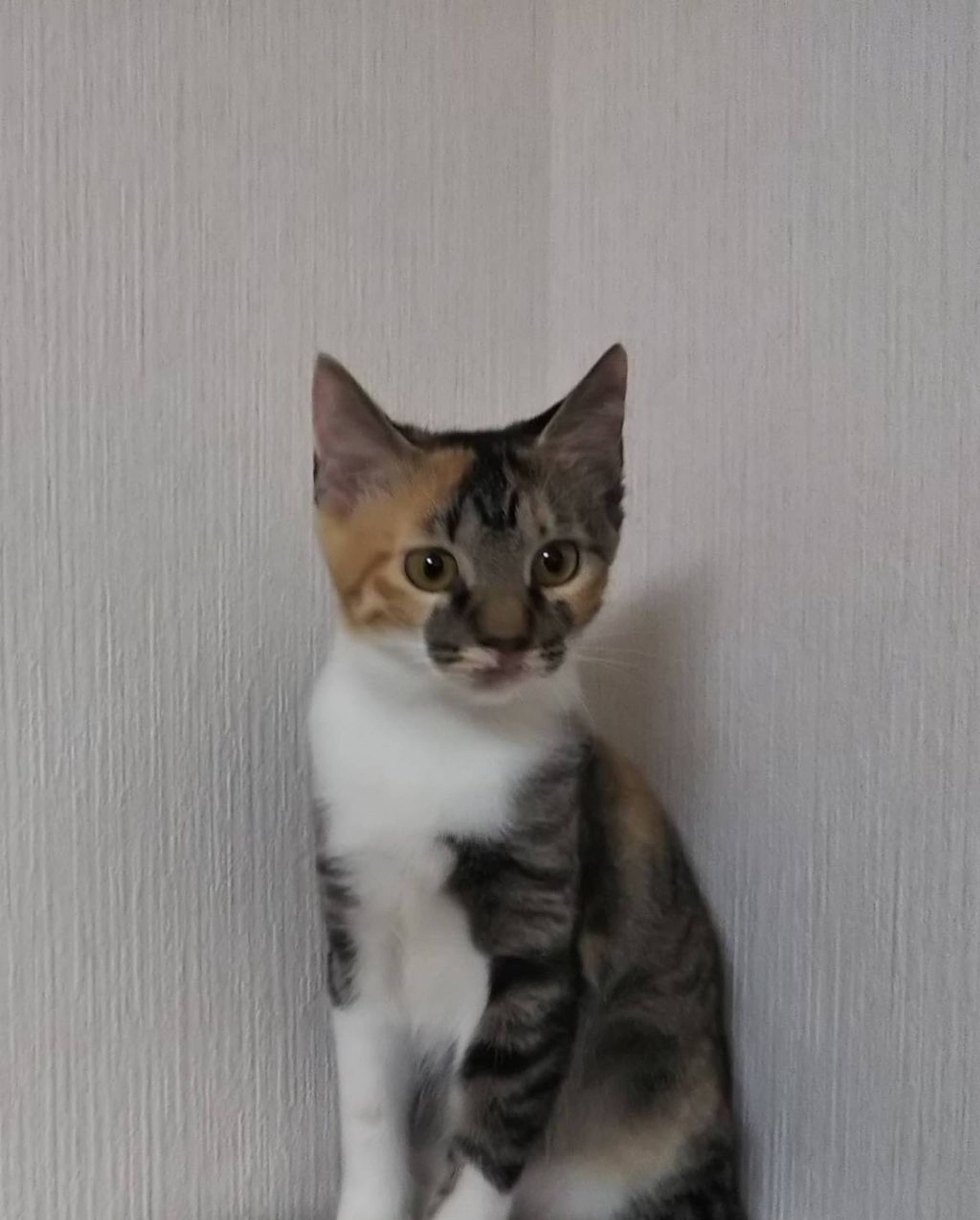 雑種（ミックス猫）・メスの里親募集の写真