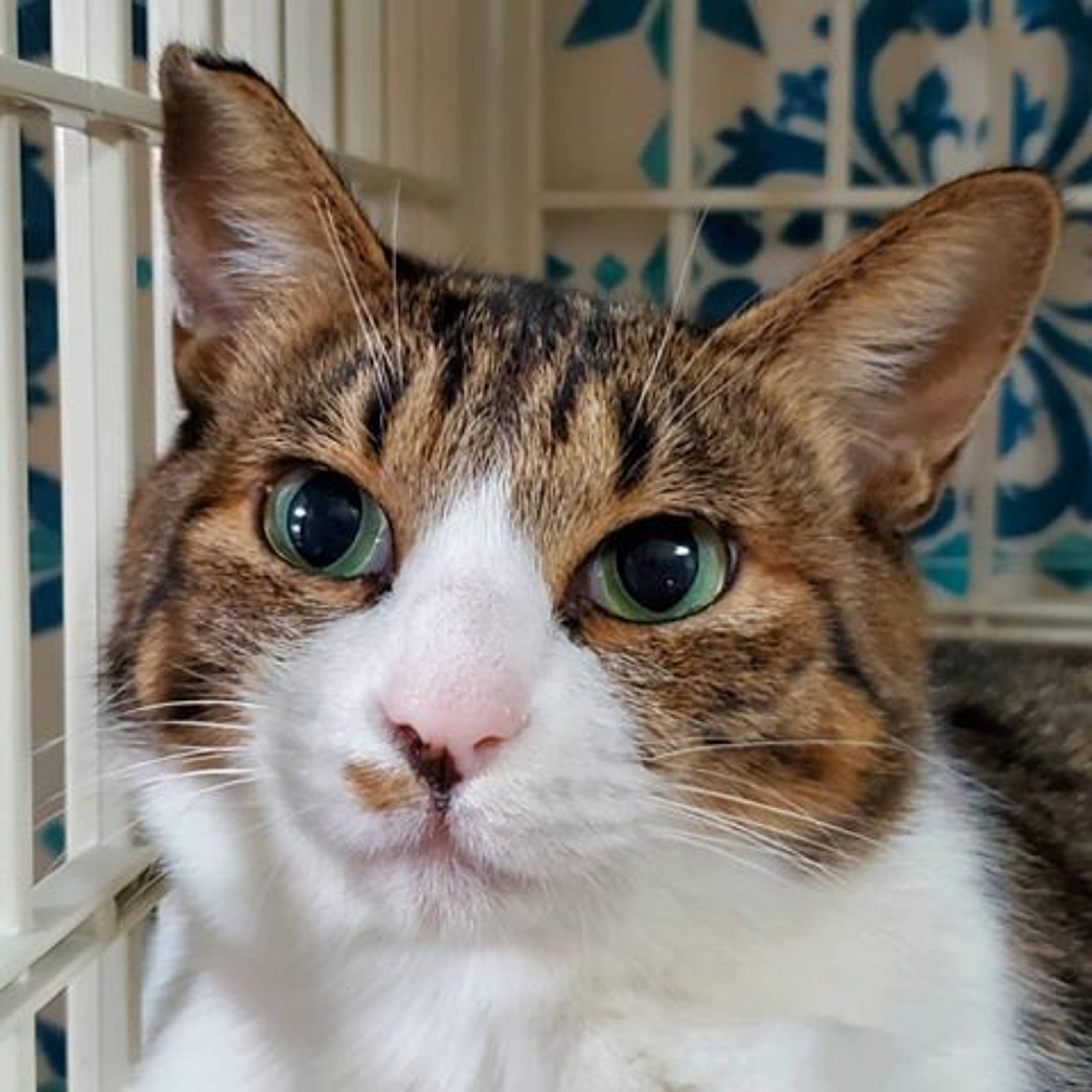 雑種（ミックス猫）・オスの里親募集の写真