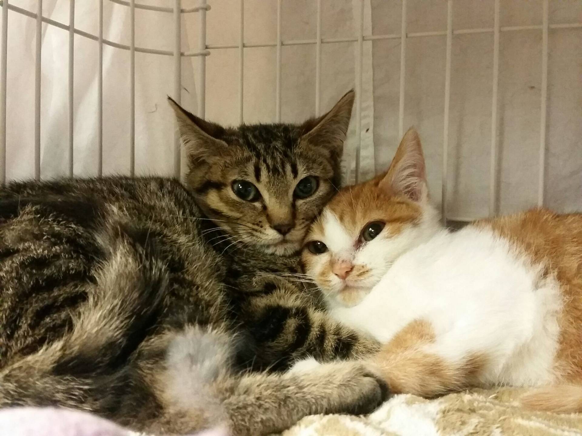 雑種（ミックス猫）・オスの里親募集の写真