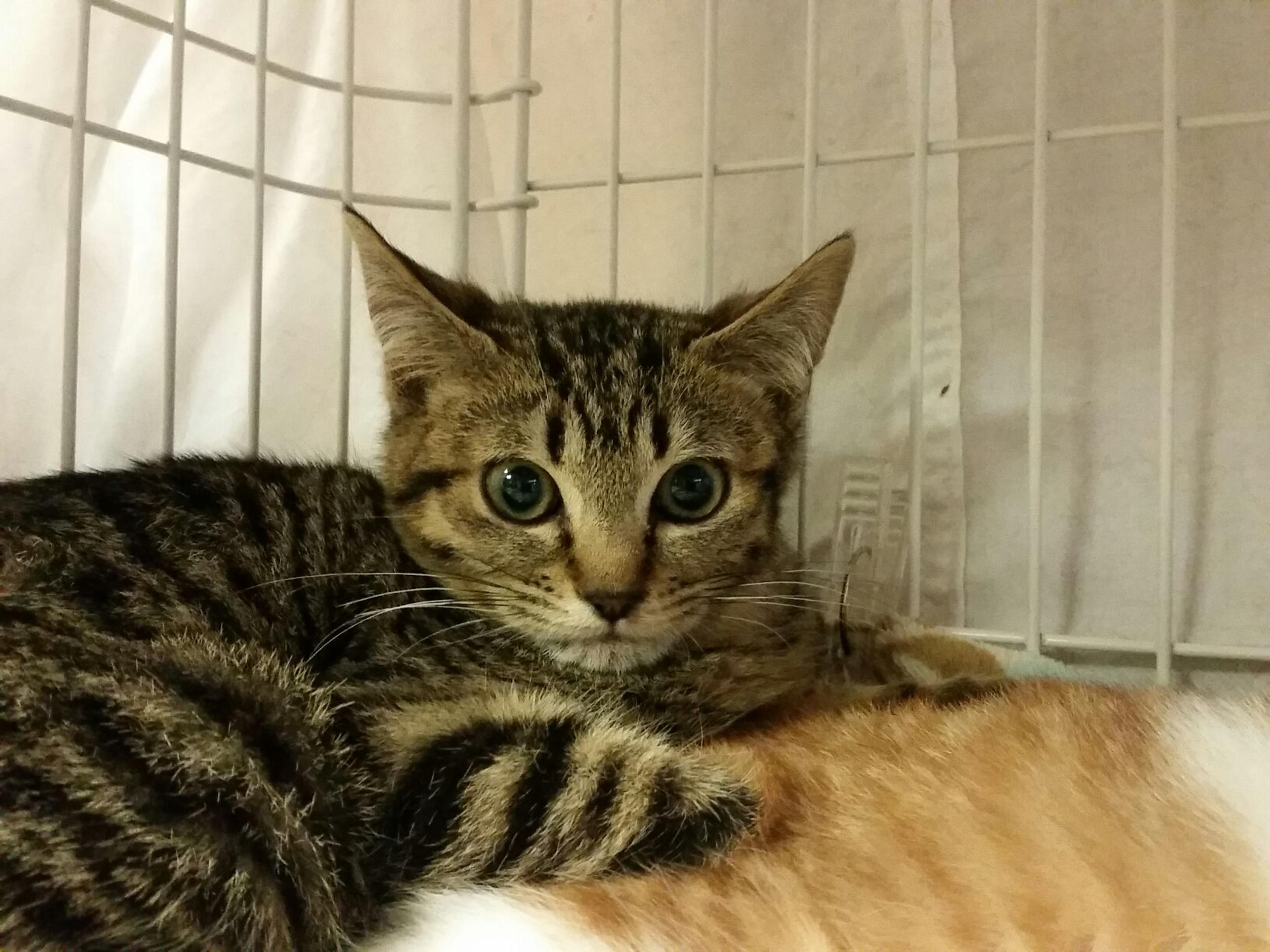 pet-image-2