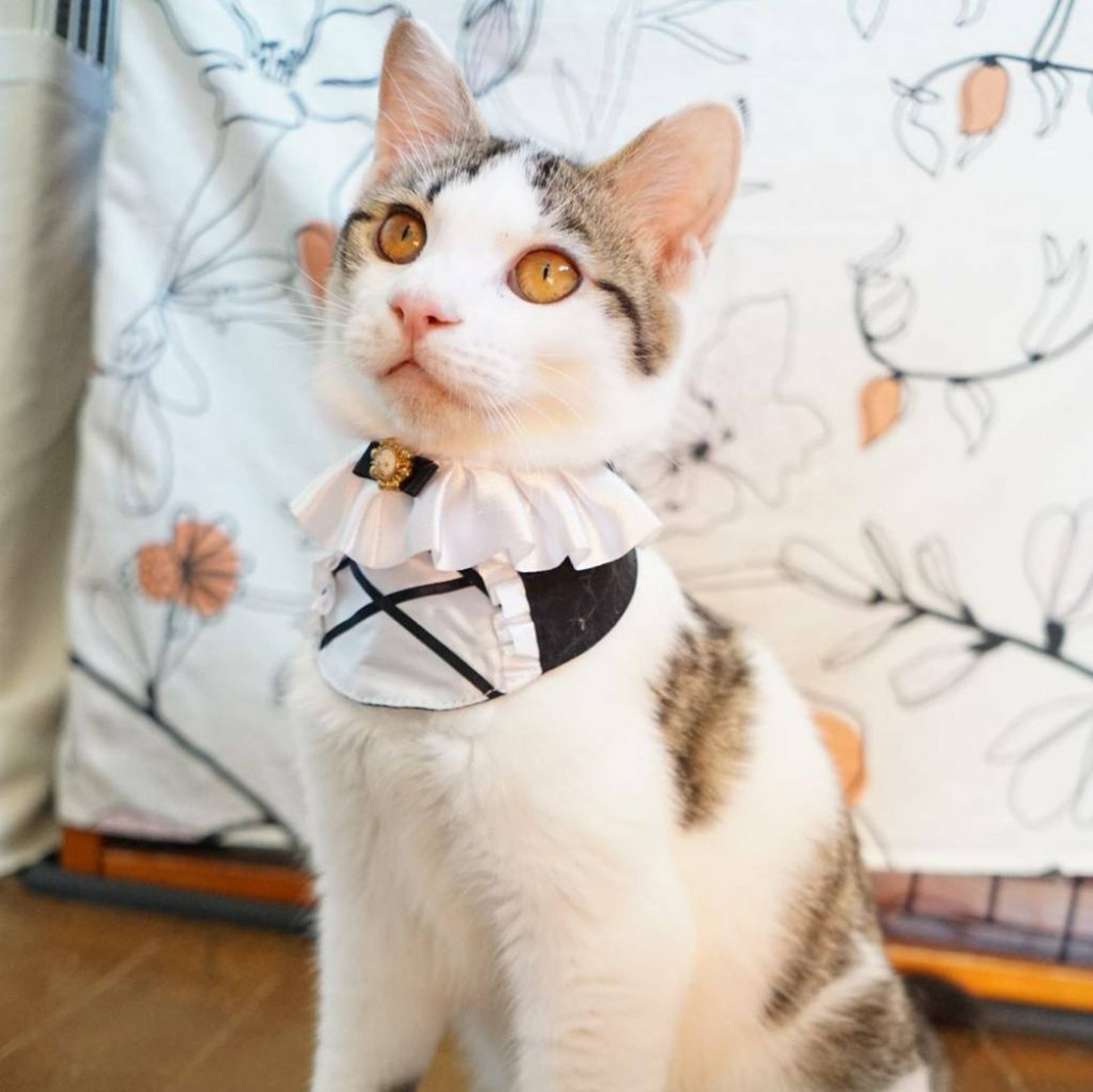 雑種（ミックス猫）・オスの里親募集の写真