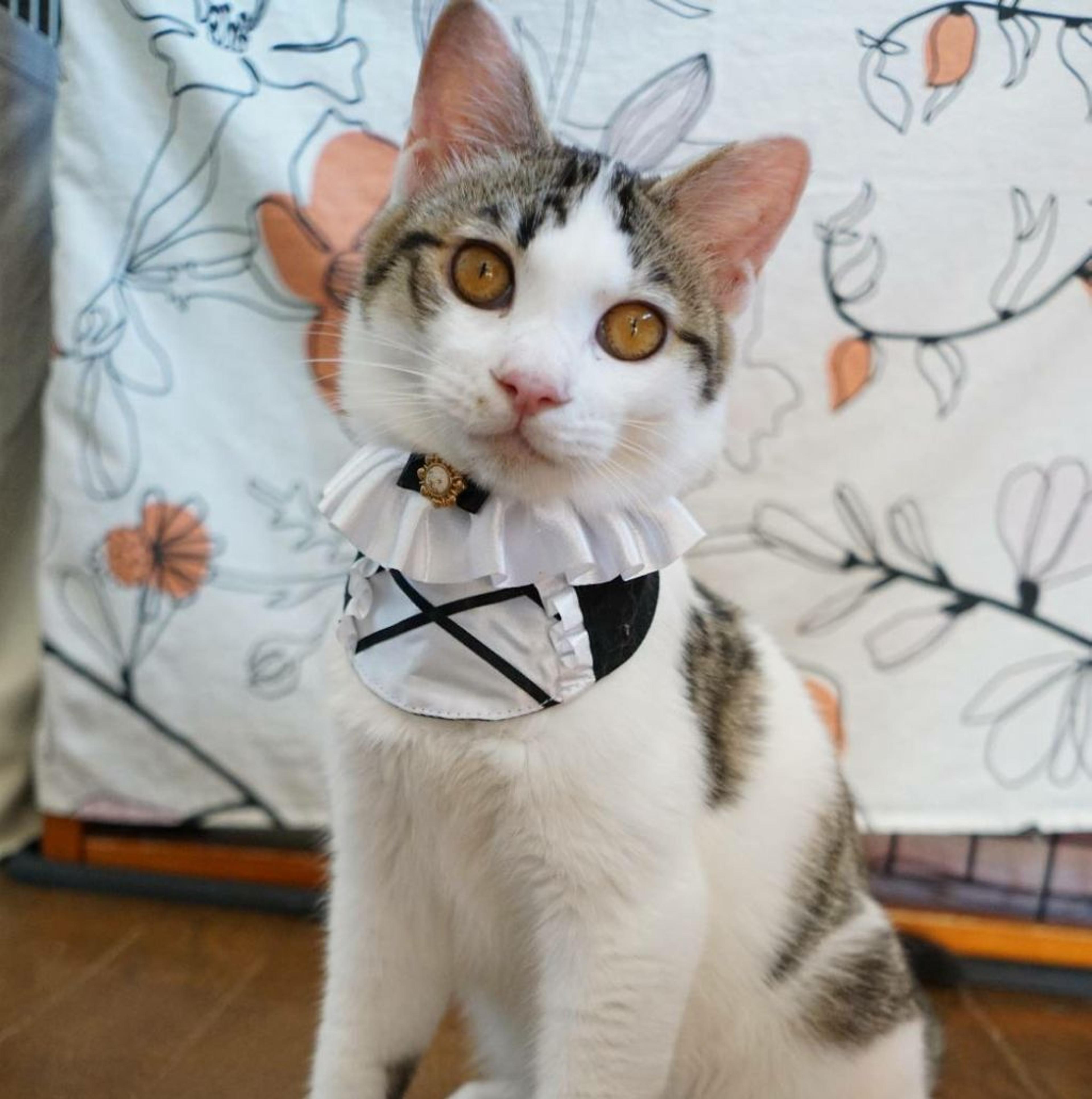 pet-image-3